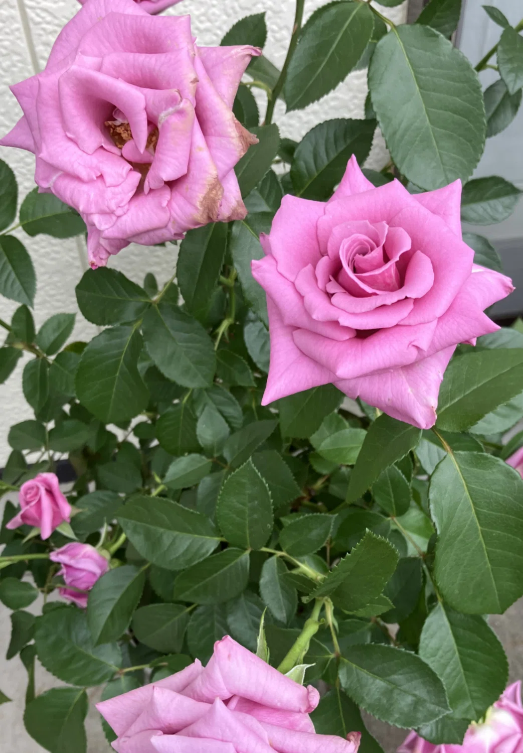 自宅の薔薇が咲き始めました｜Ijin（維人）
