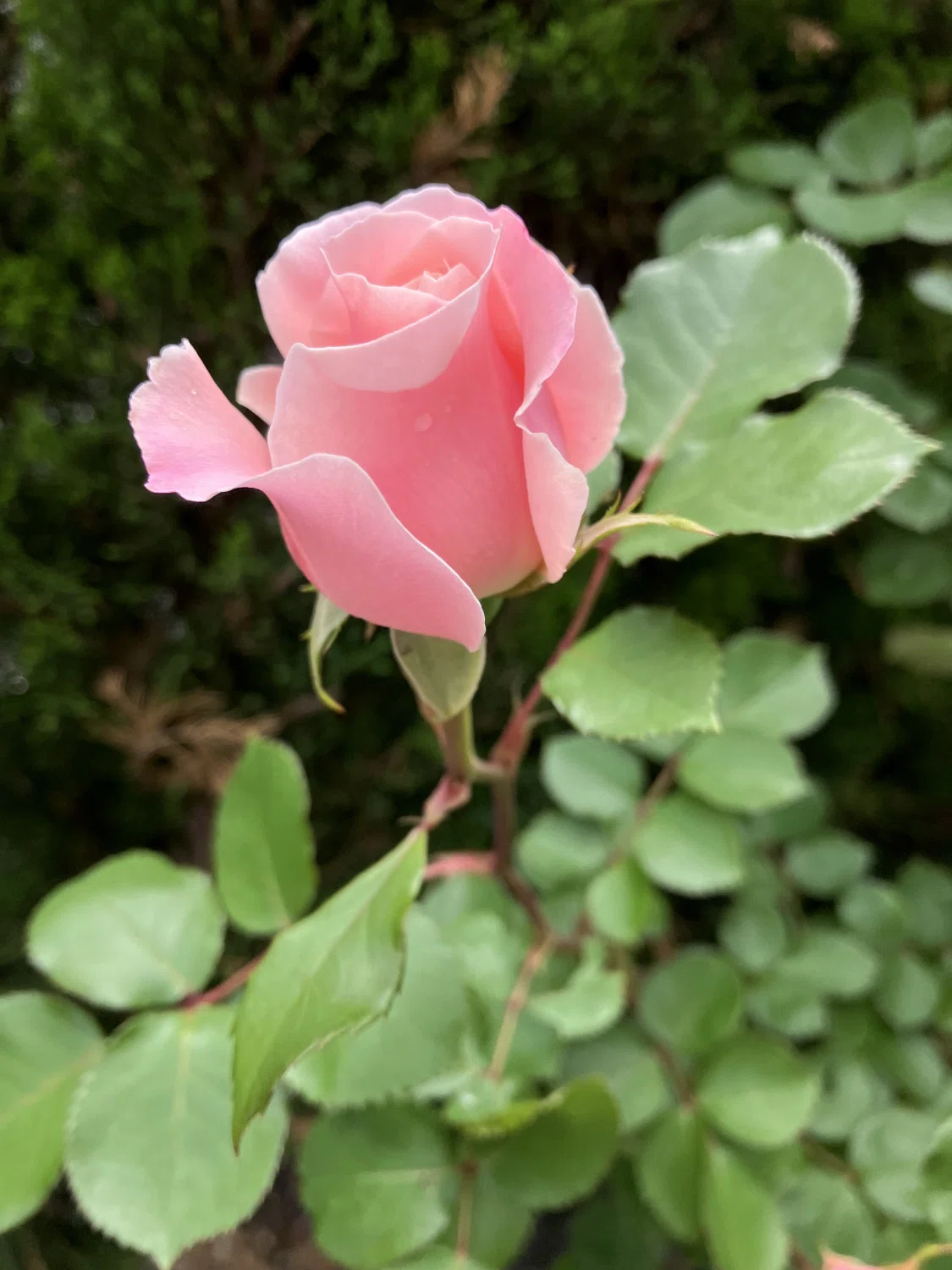 自宅の薔薇が咲き始めました｜Ijin（維人）