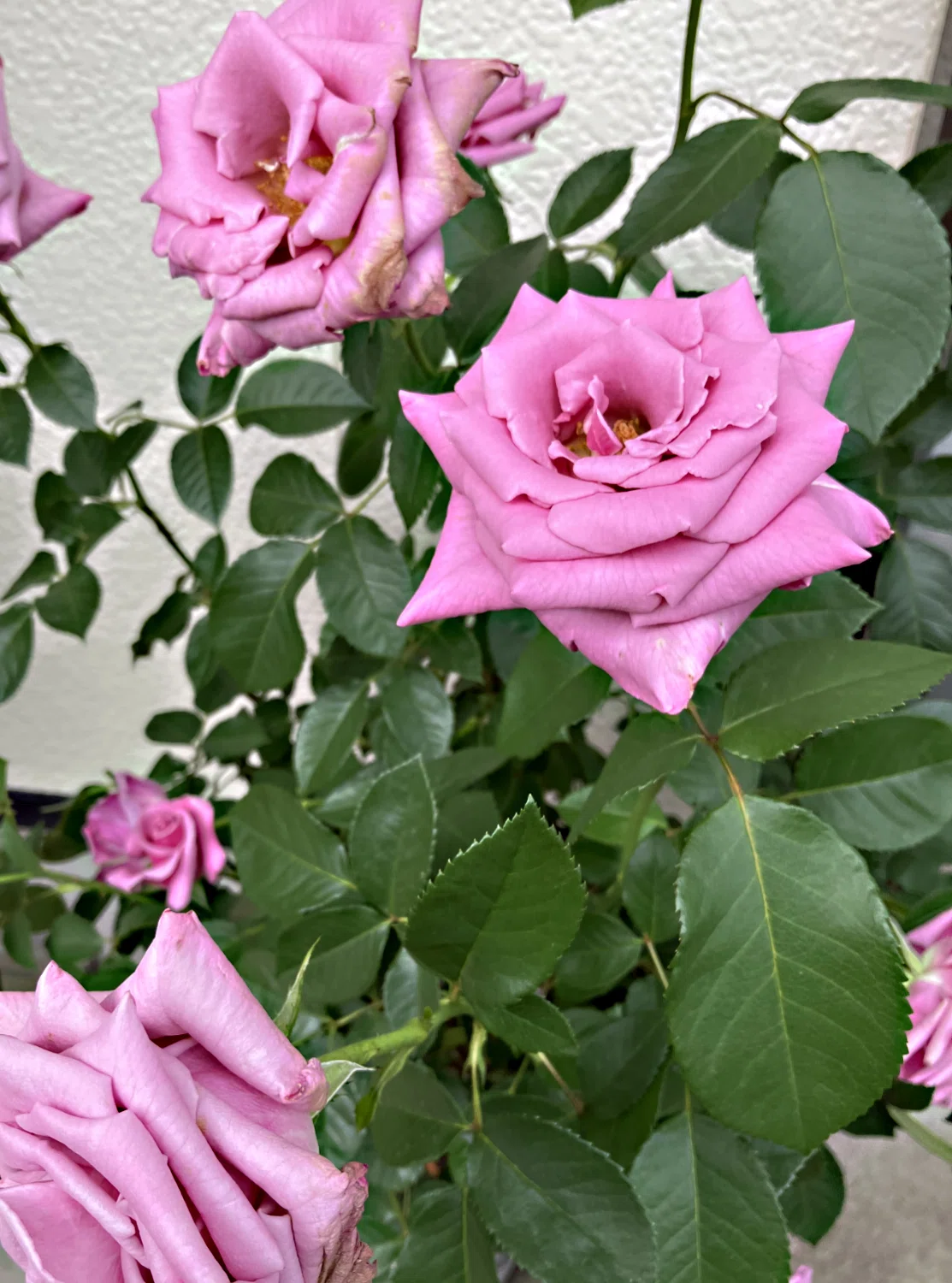 自宅の薔薇が咲き始めました｜Ijin（維人）