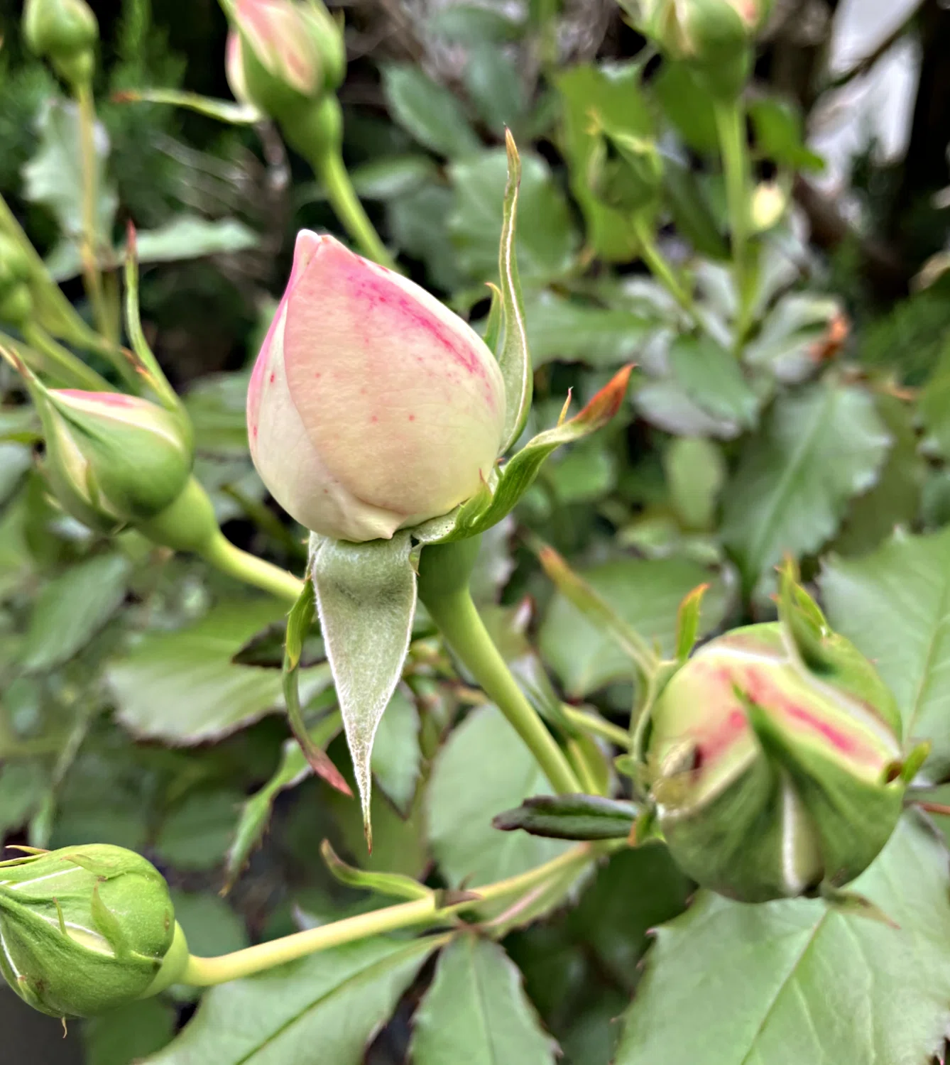 自宅の薔薇が咲き始めました｜Ijin（維人）