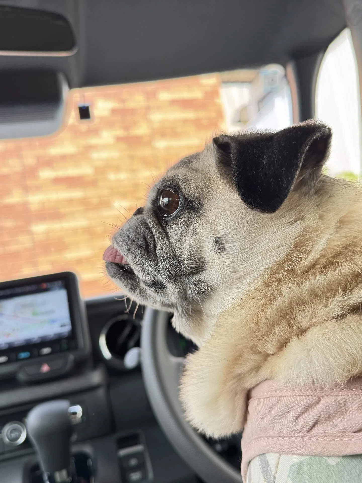 Welcome to My Pug House｜ケンスケ・コバヤシ｜Sales Ops ｜Pug & Peace
