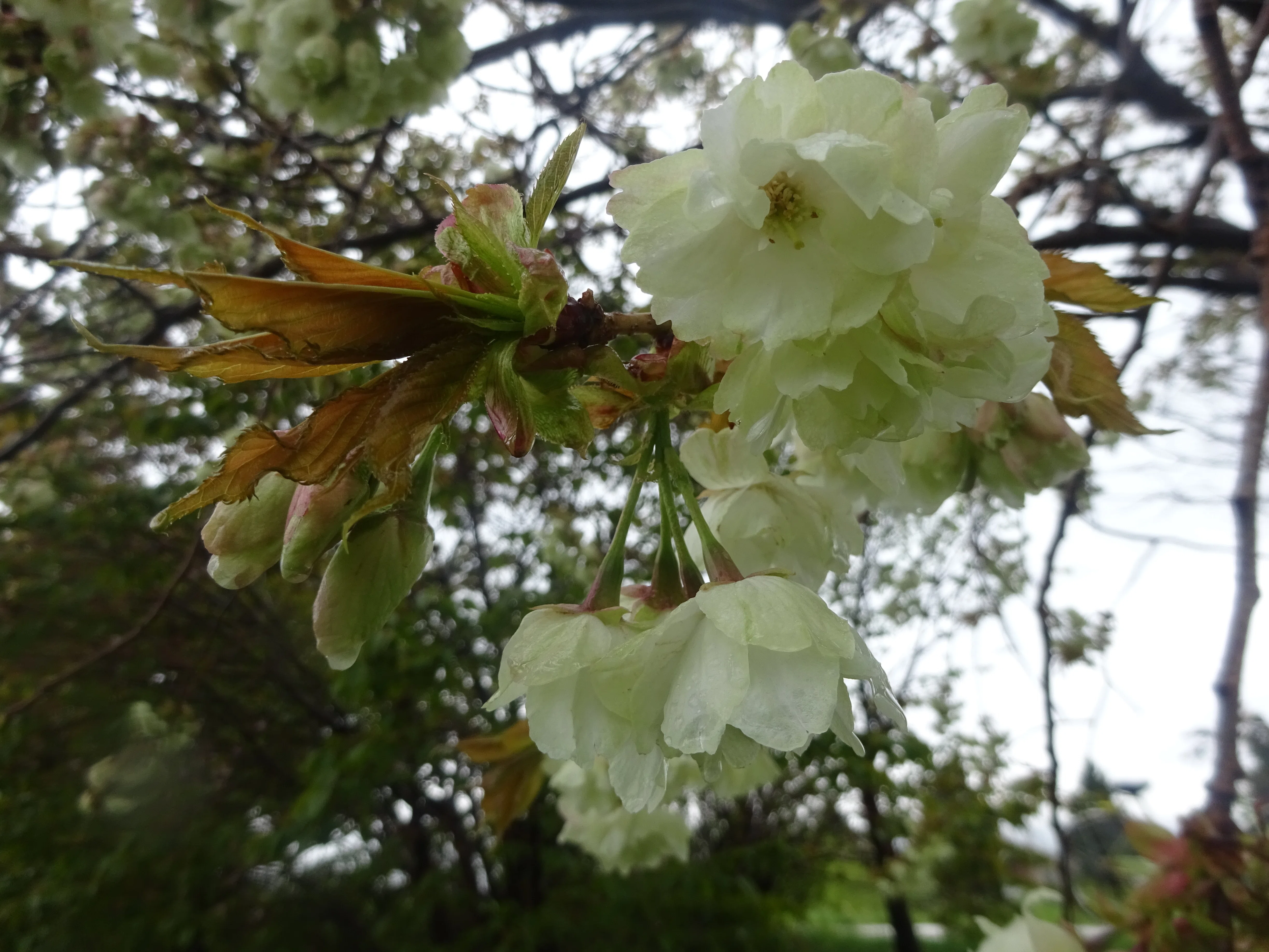 北海道さっぽろ観光案内所 桜だより：緑色の桜🌸御衣黄桜 中の川緑地