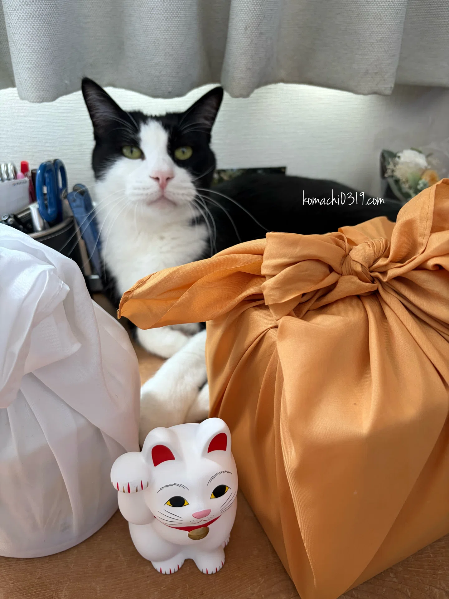 2026年5月5日 朝の猫達｜こまち