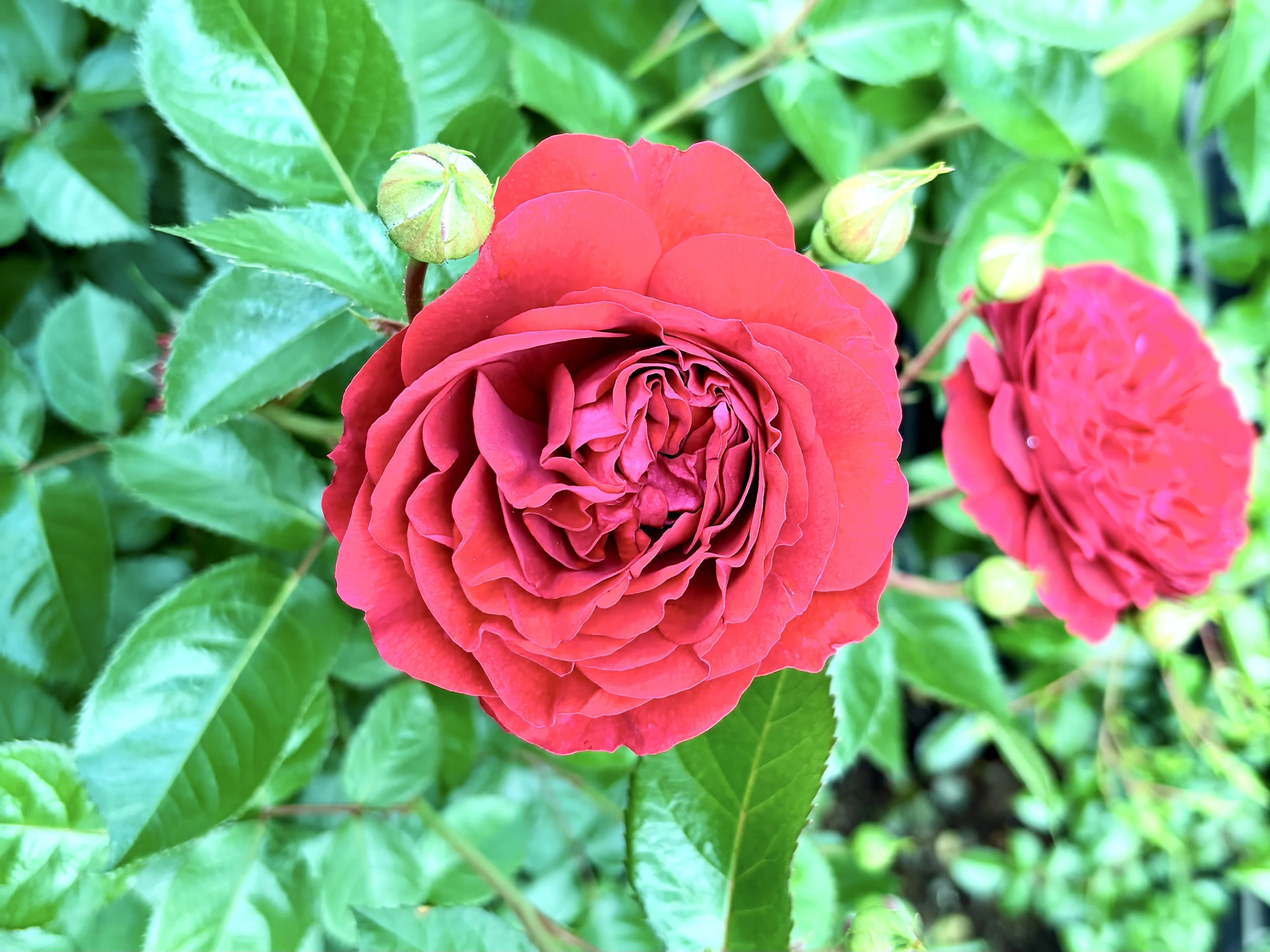 あやせローズガーデン】「バラ＋他の花」という盲点｜AIで有名画家風に