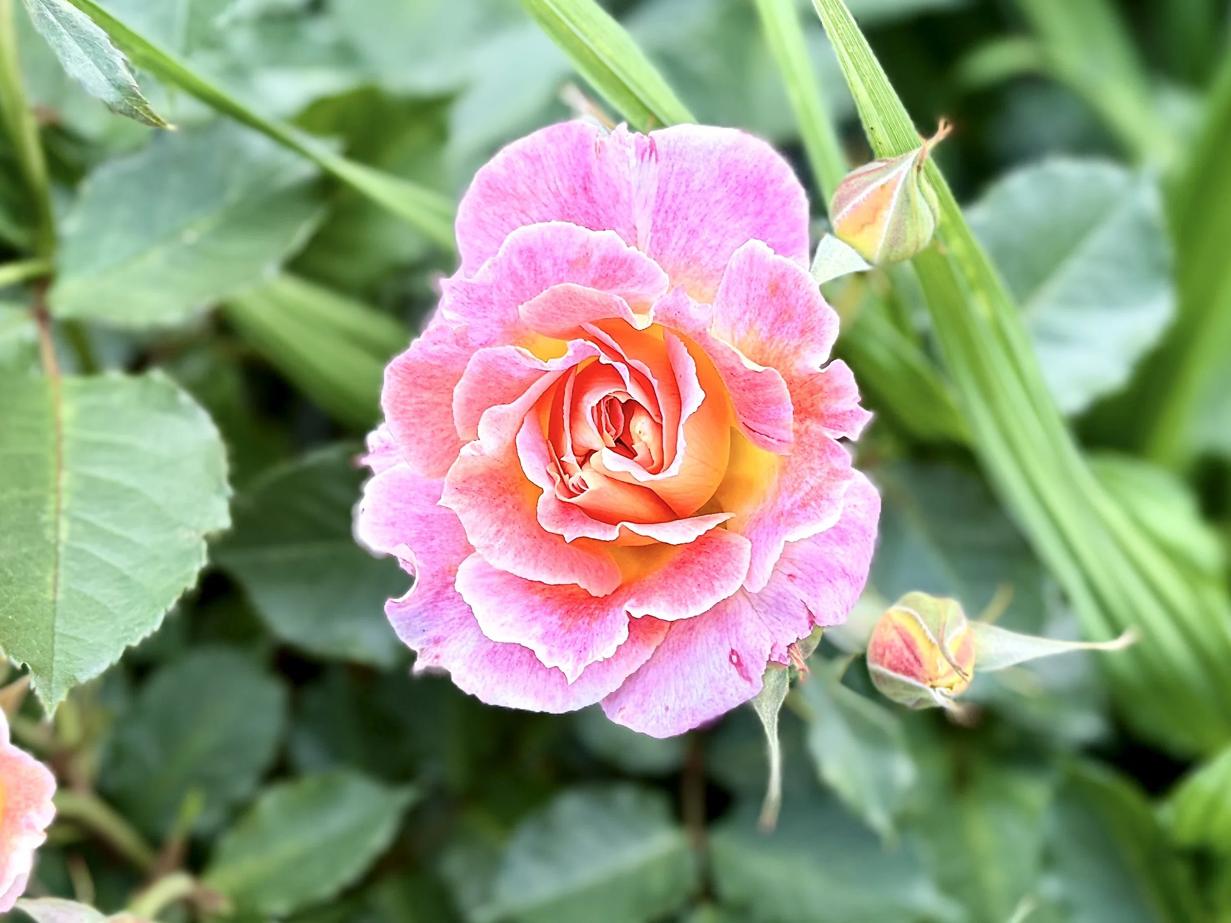 あやせローズガーデン】「バラ＋他の花」という盲点｜AIで有名画家風に