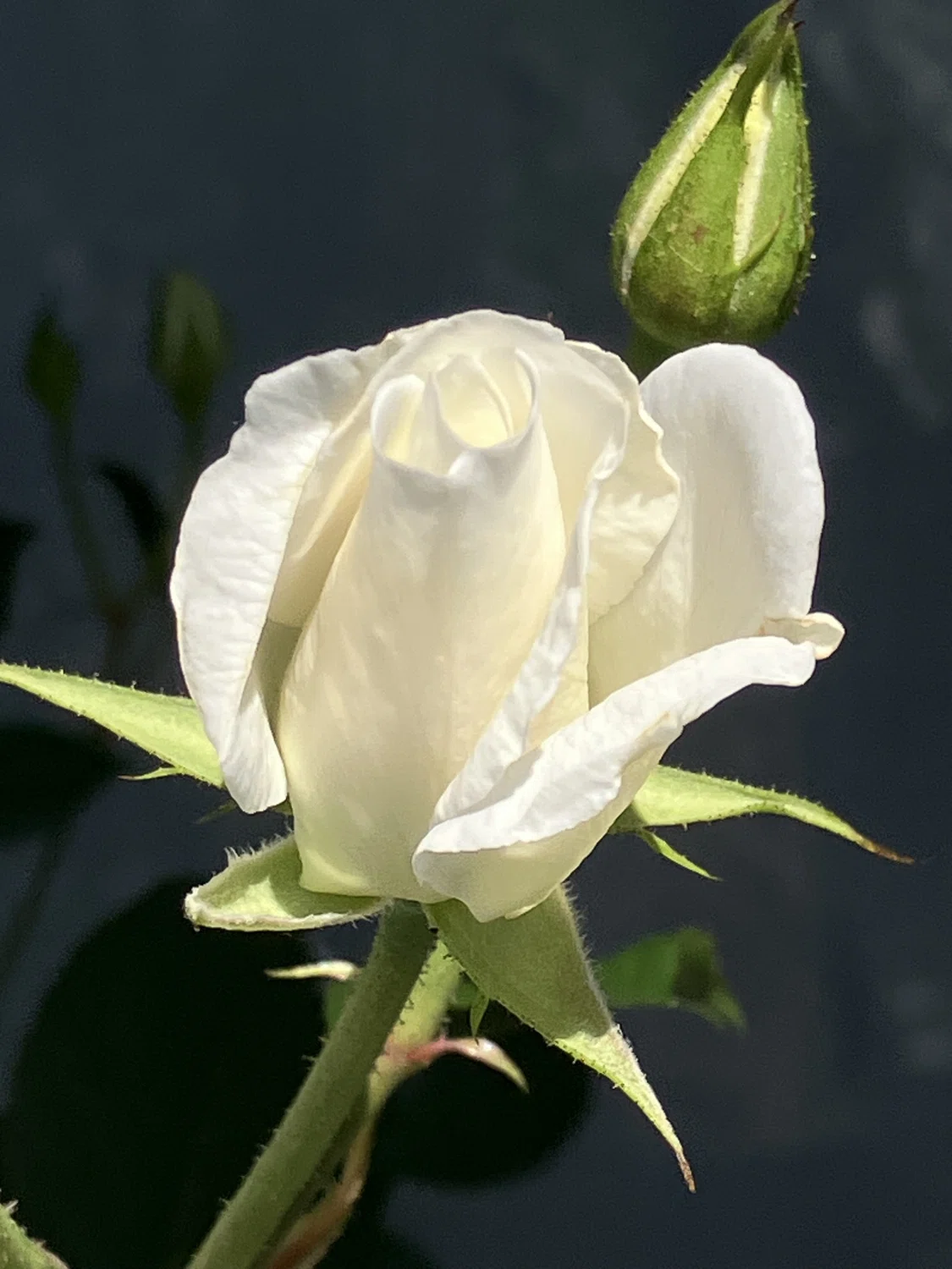 自宅の薔薇が咲き始めました｜Ijin（維人）