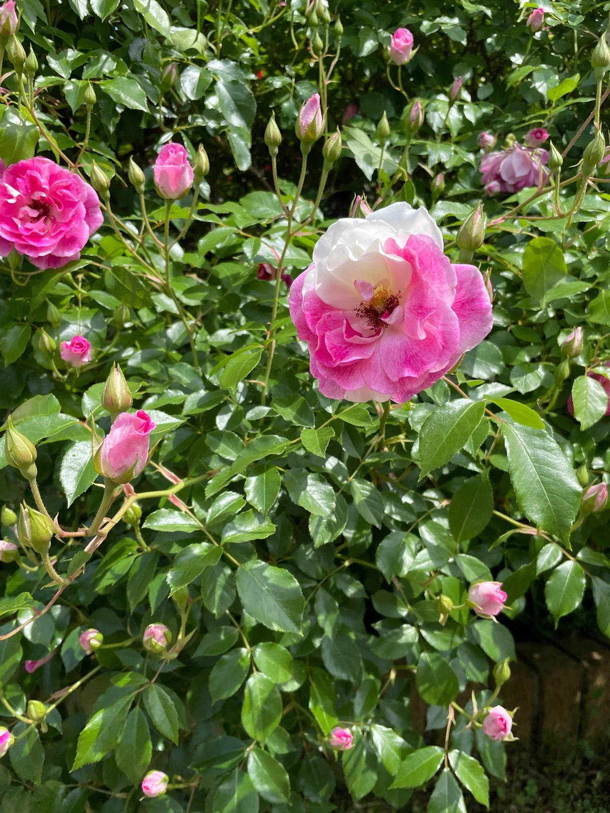 開花はじめの京成バラ園｜花と日々 yas