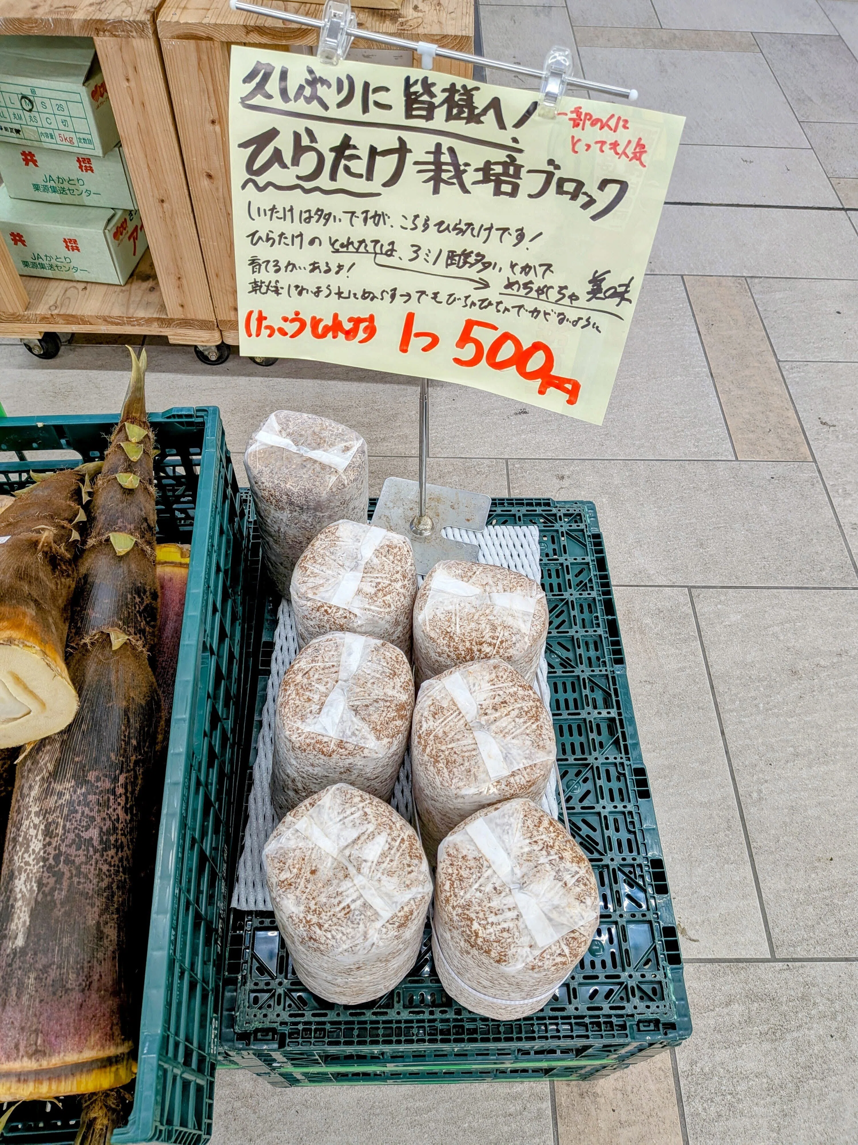 タイに行けないGW、500円の「きのこの原木」が私を救ってくれた話｜あ