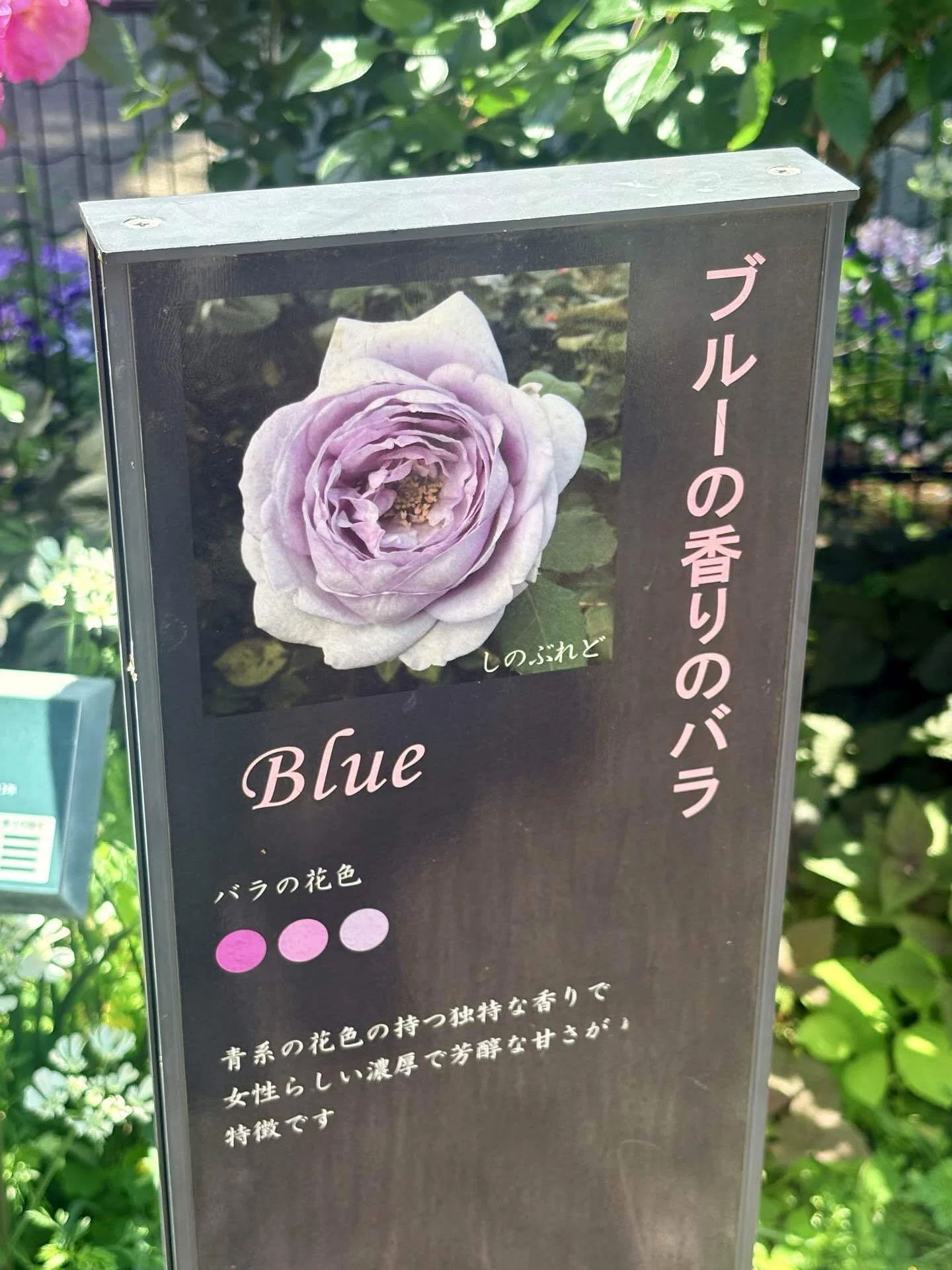 撮れたての薔薇をお届けいたします！四季の香ローズガーデン🌹in光が丘