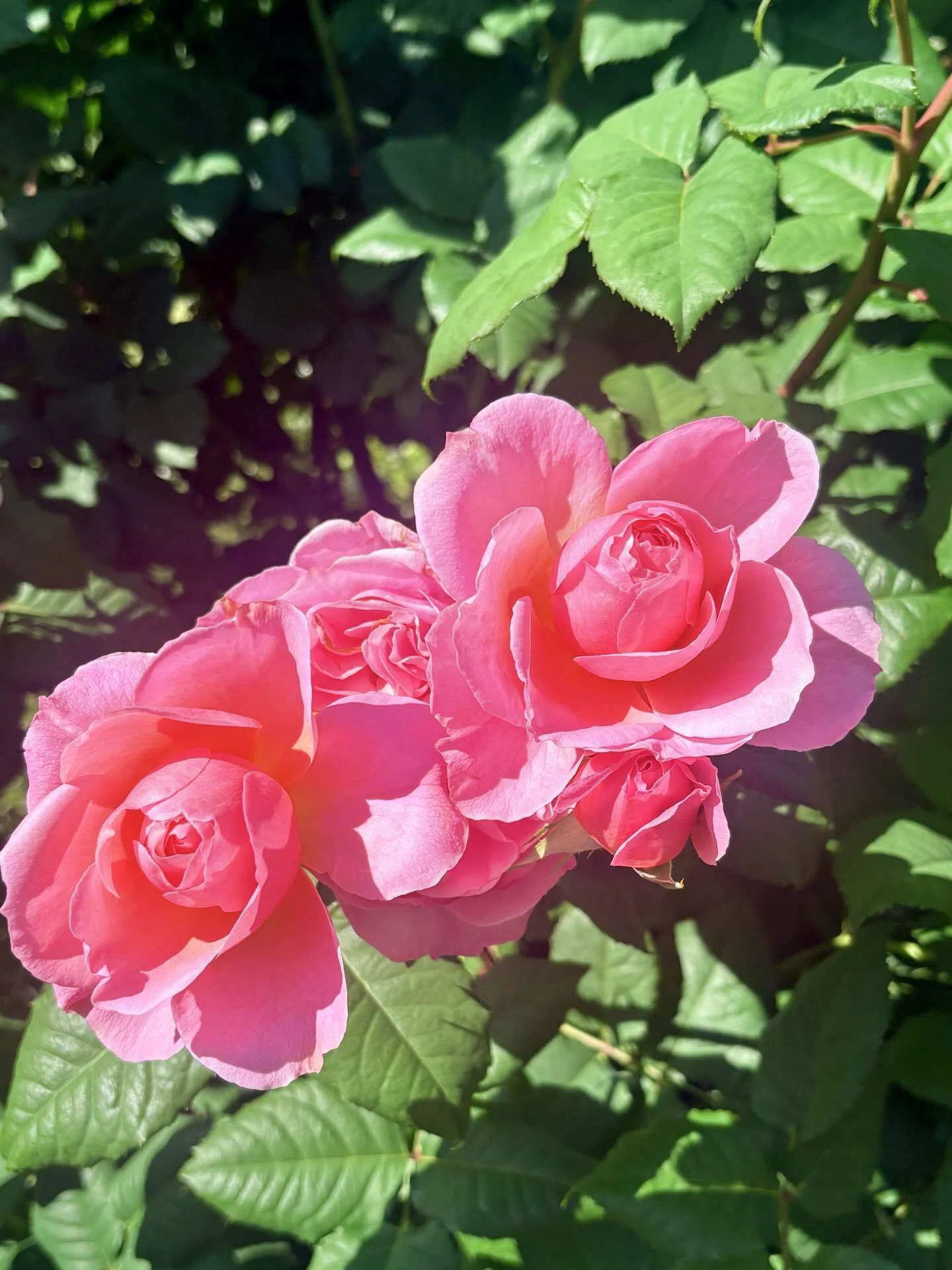 撮れたての薔薇をお届けいたします！四季の香ローズガーデン🌹in光が丘