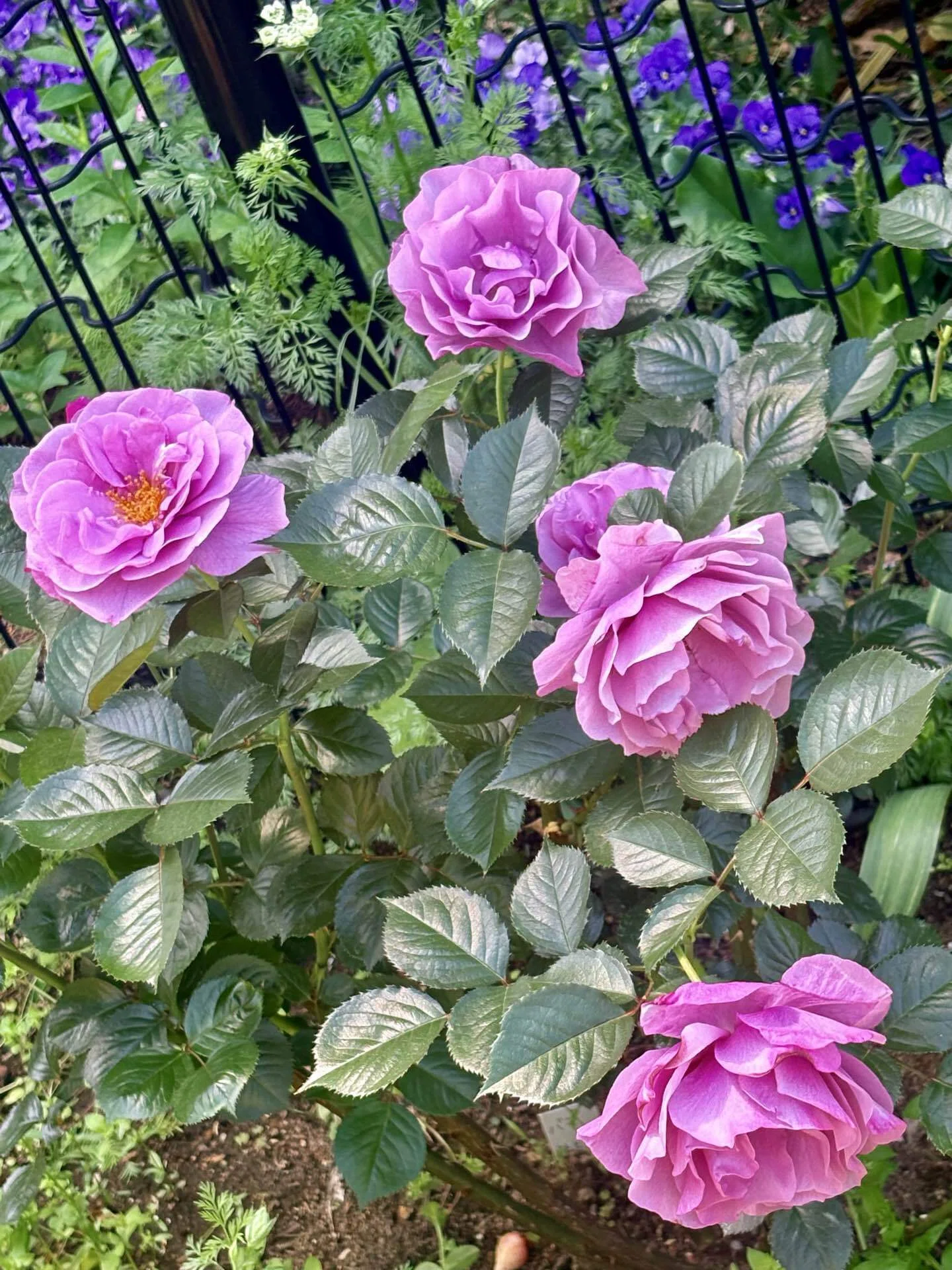 撮れたての薔薇をお届けいたします！四季の香ローズガーデン🌹in光が丘