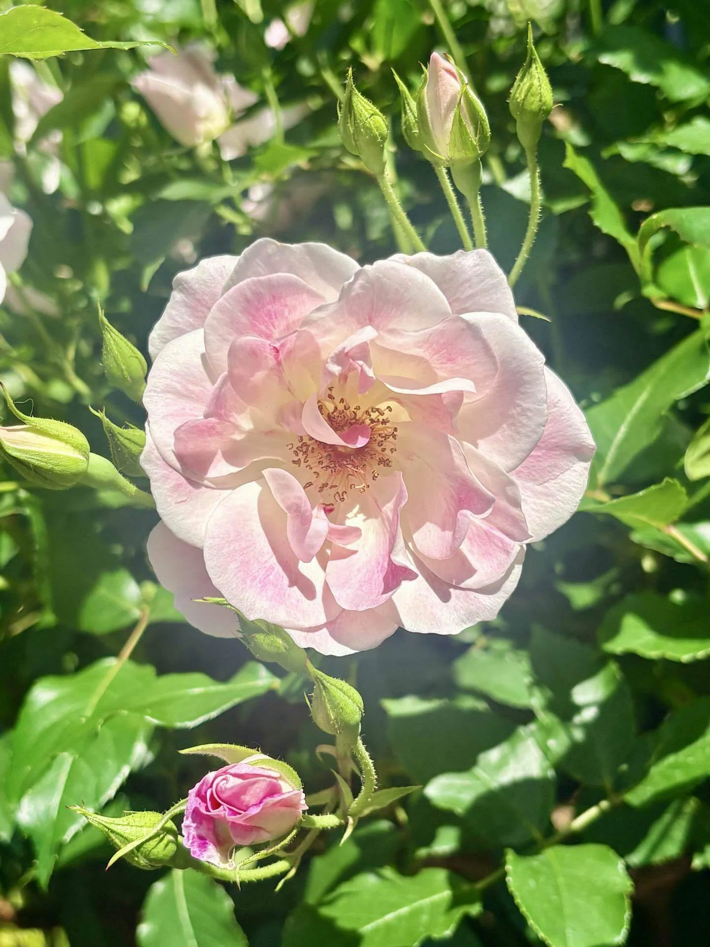 撮れたての薔薇をお届けいたします！四季の香ローズガーデン🌹in光が丘