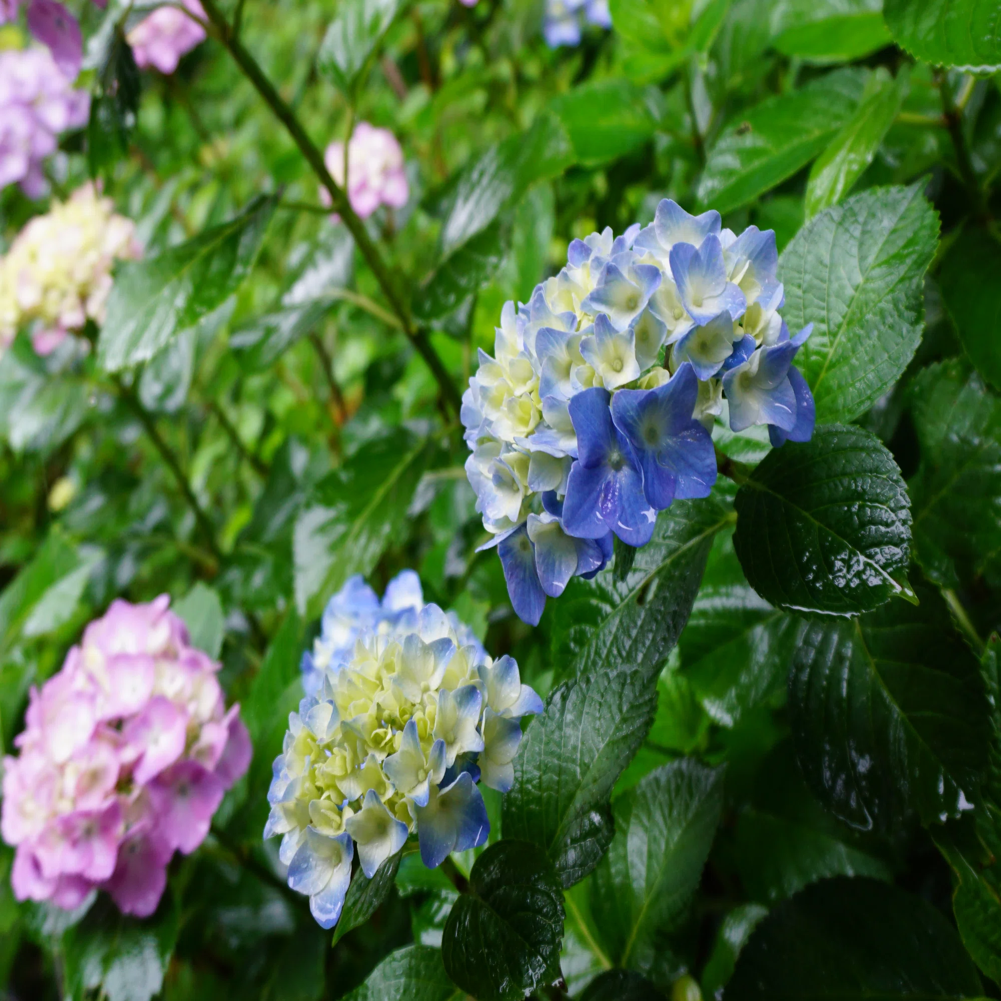樋口一葉（1872～1896）クロニクル 1◎維新前、明治5年～明治16年 