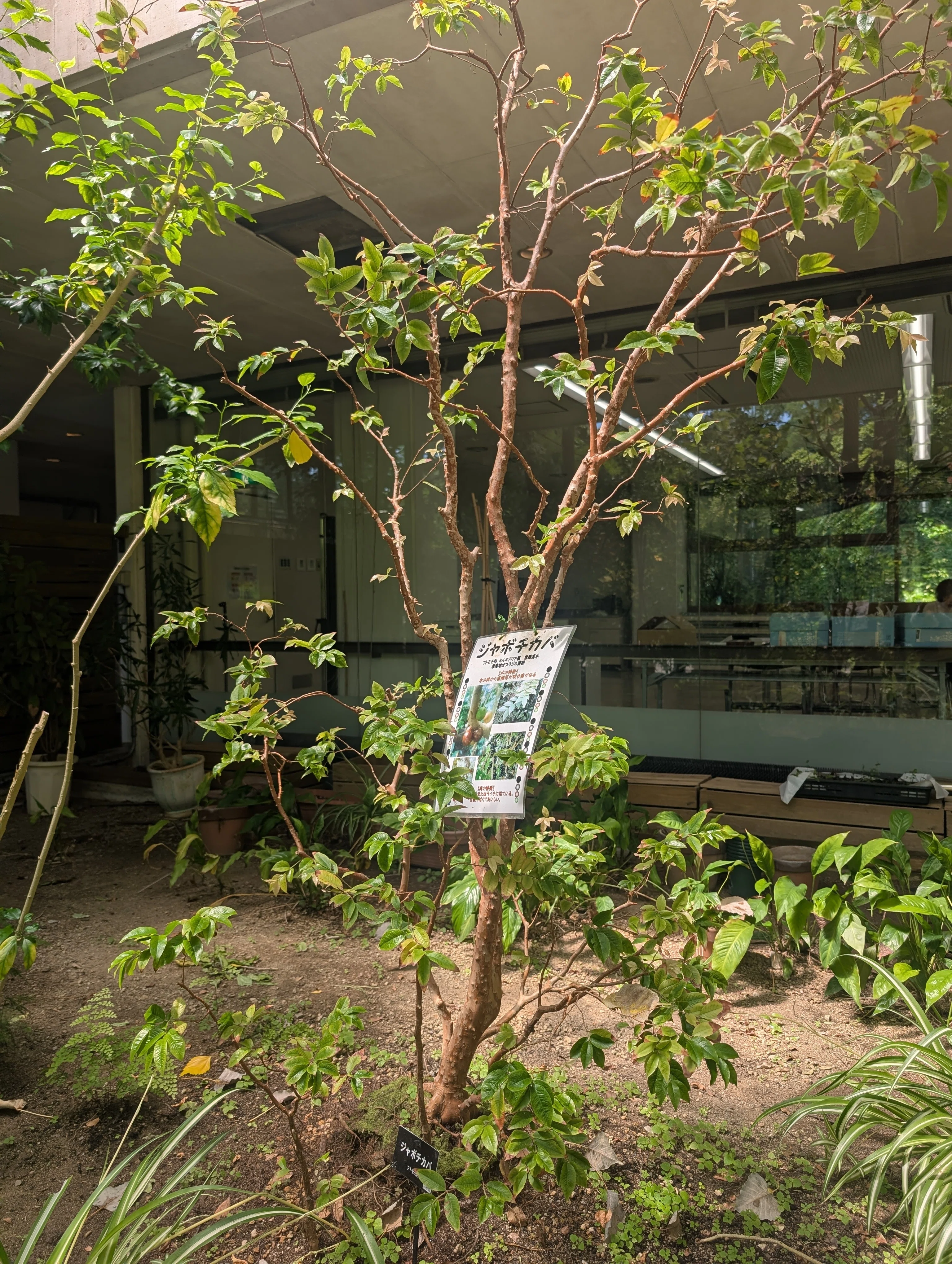 ジャボチカバの木@植物園｜なみかぜ書店