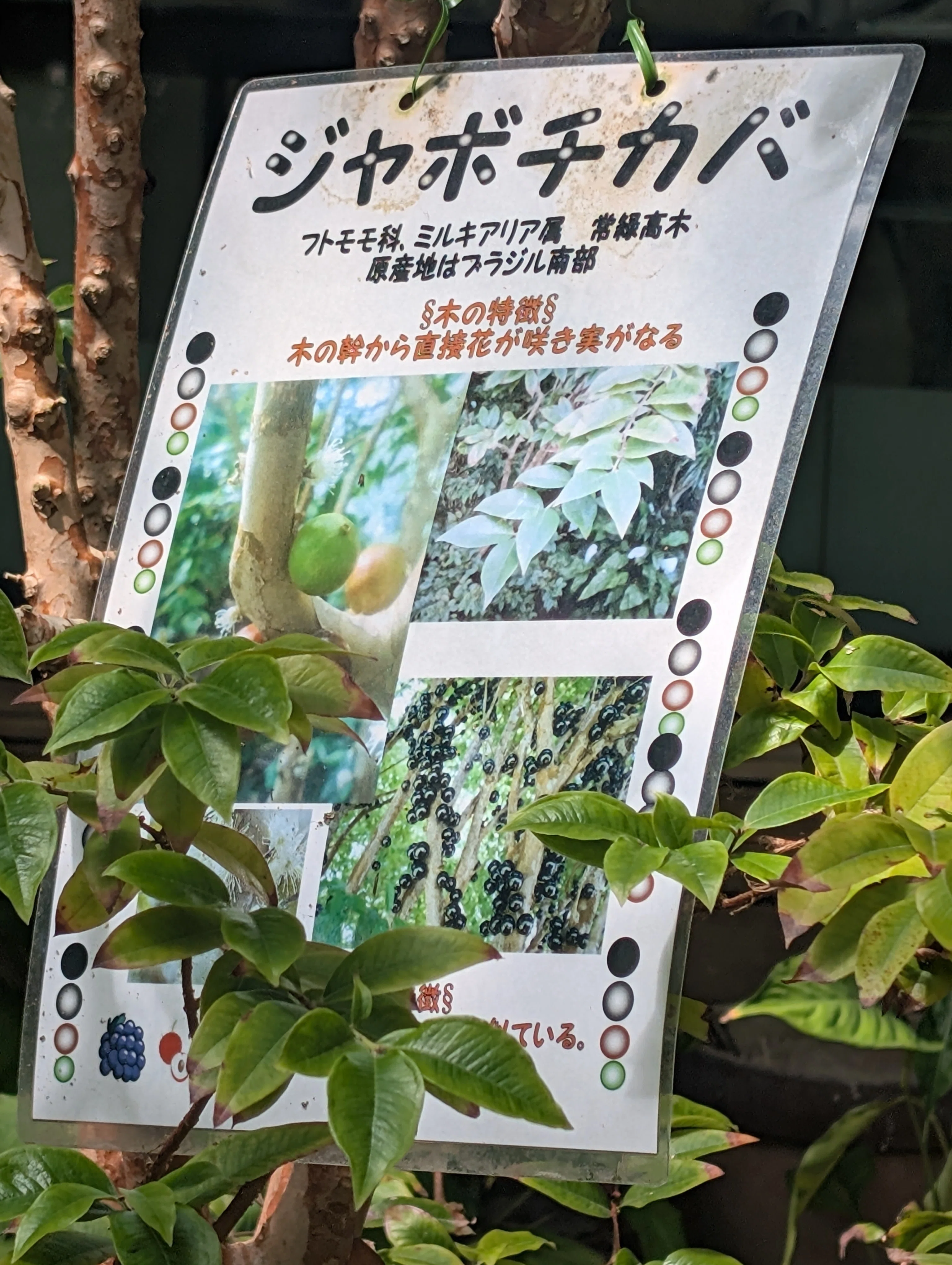 ジャボチカバの木@植物園｜なみかぜ書店