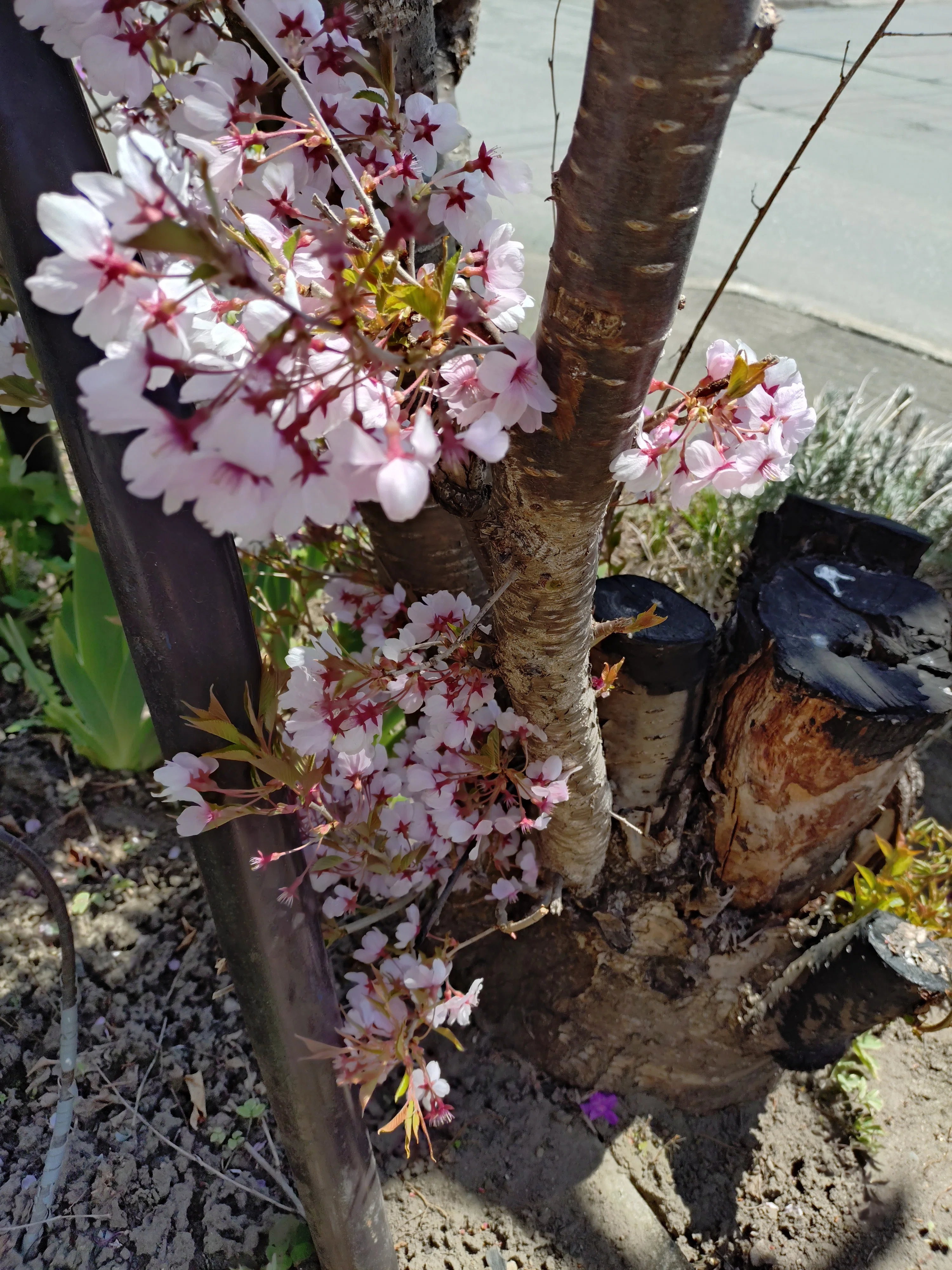 ウチの桜がかわいい｜omoオモomo