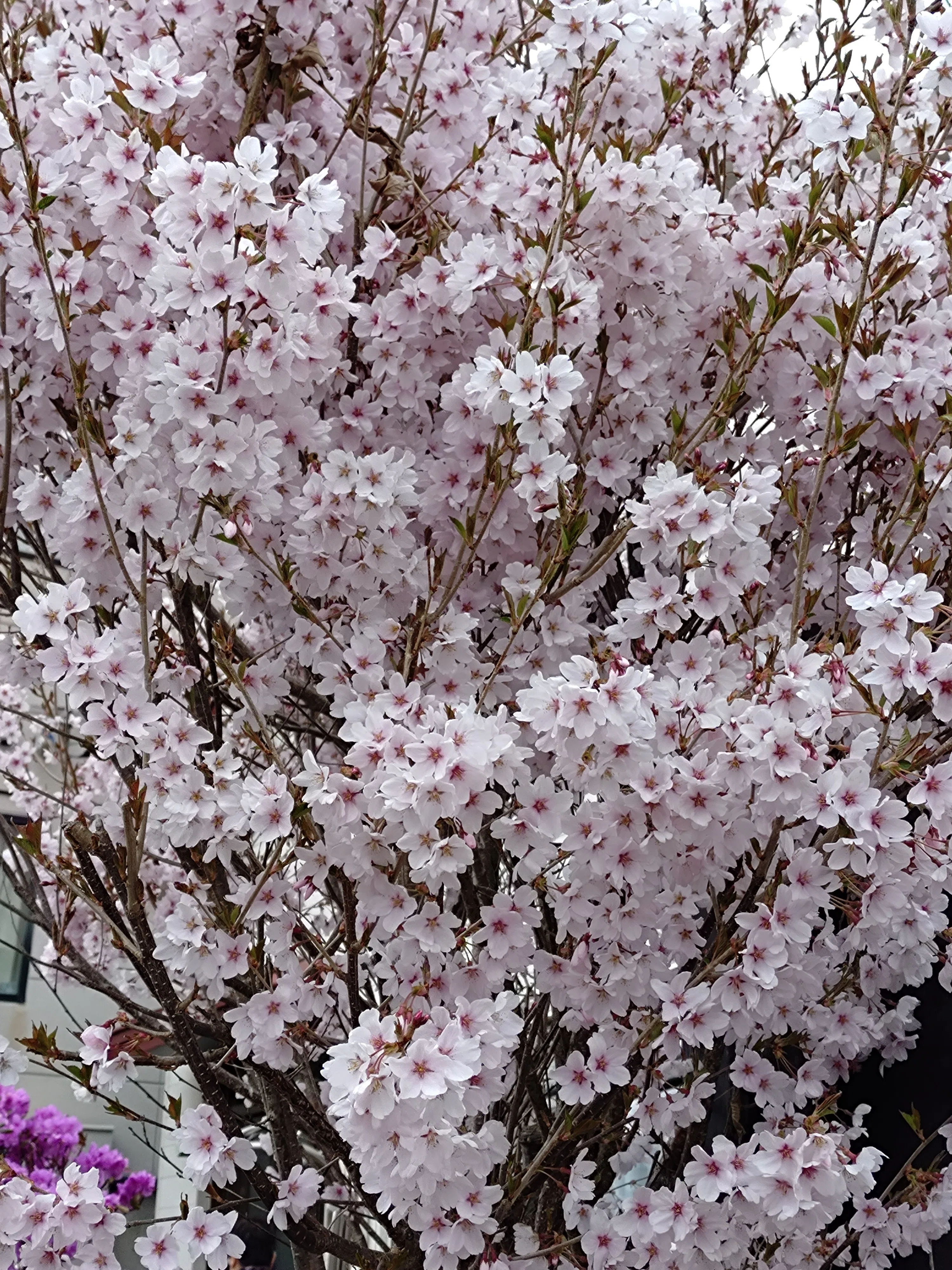 ウチの桜がかわいい｜omoオモomo