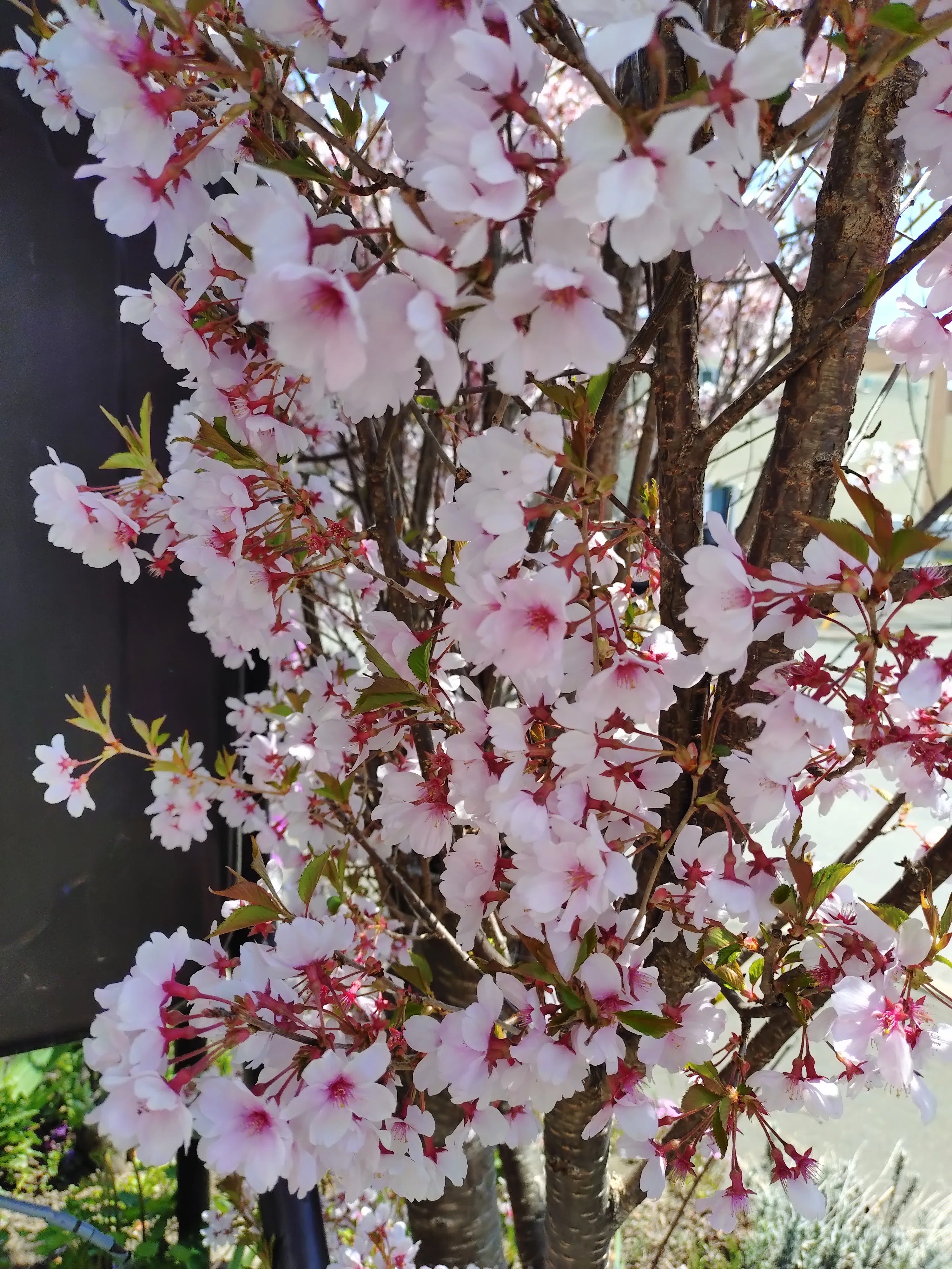 おもいで桜 10個 他 ウチの桜がかわいい｜omoオモomo