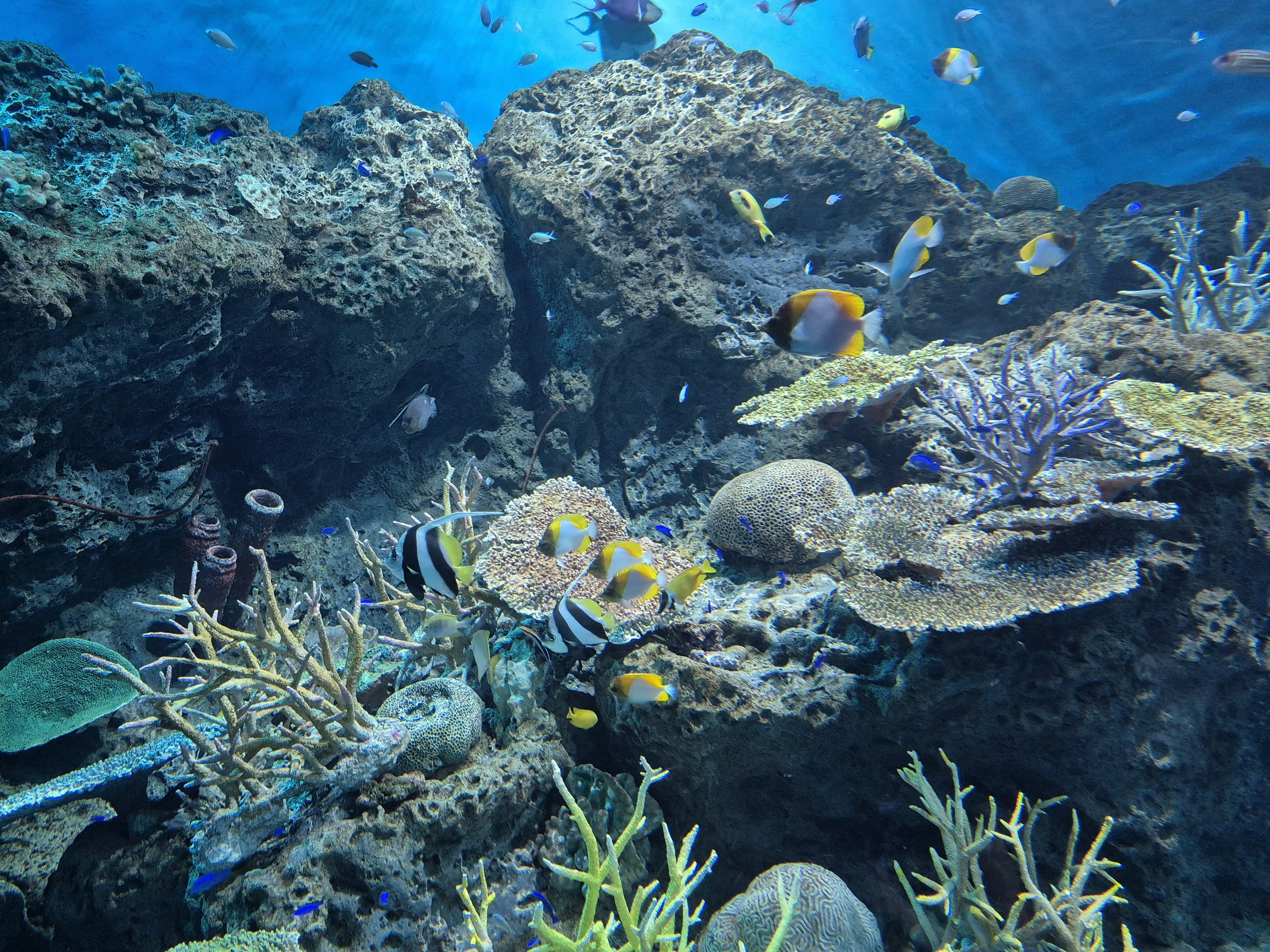 ぐでねこ『3月☆ミニ水族館』 水族館の思い出｜d