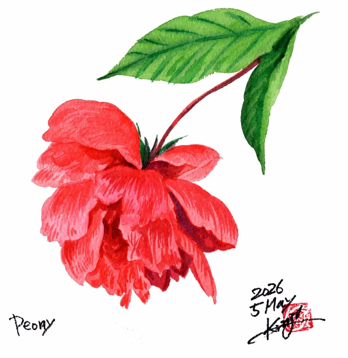 今夜はこんな芍薬です。｜kinta65