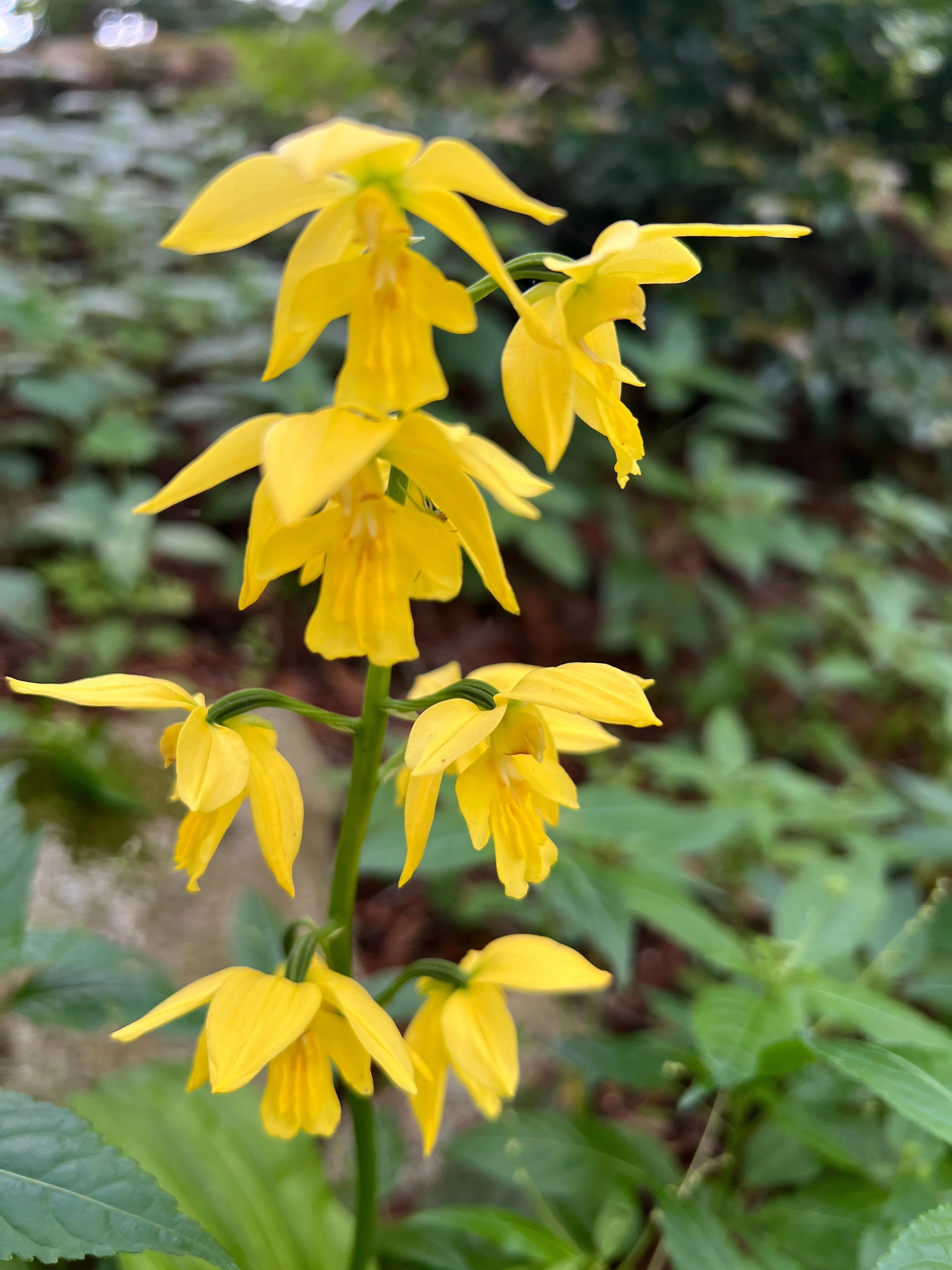 絶滅危惧植物】キエビネ｜とも|山で出会った山野草・花の名前