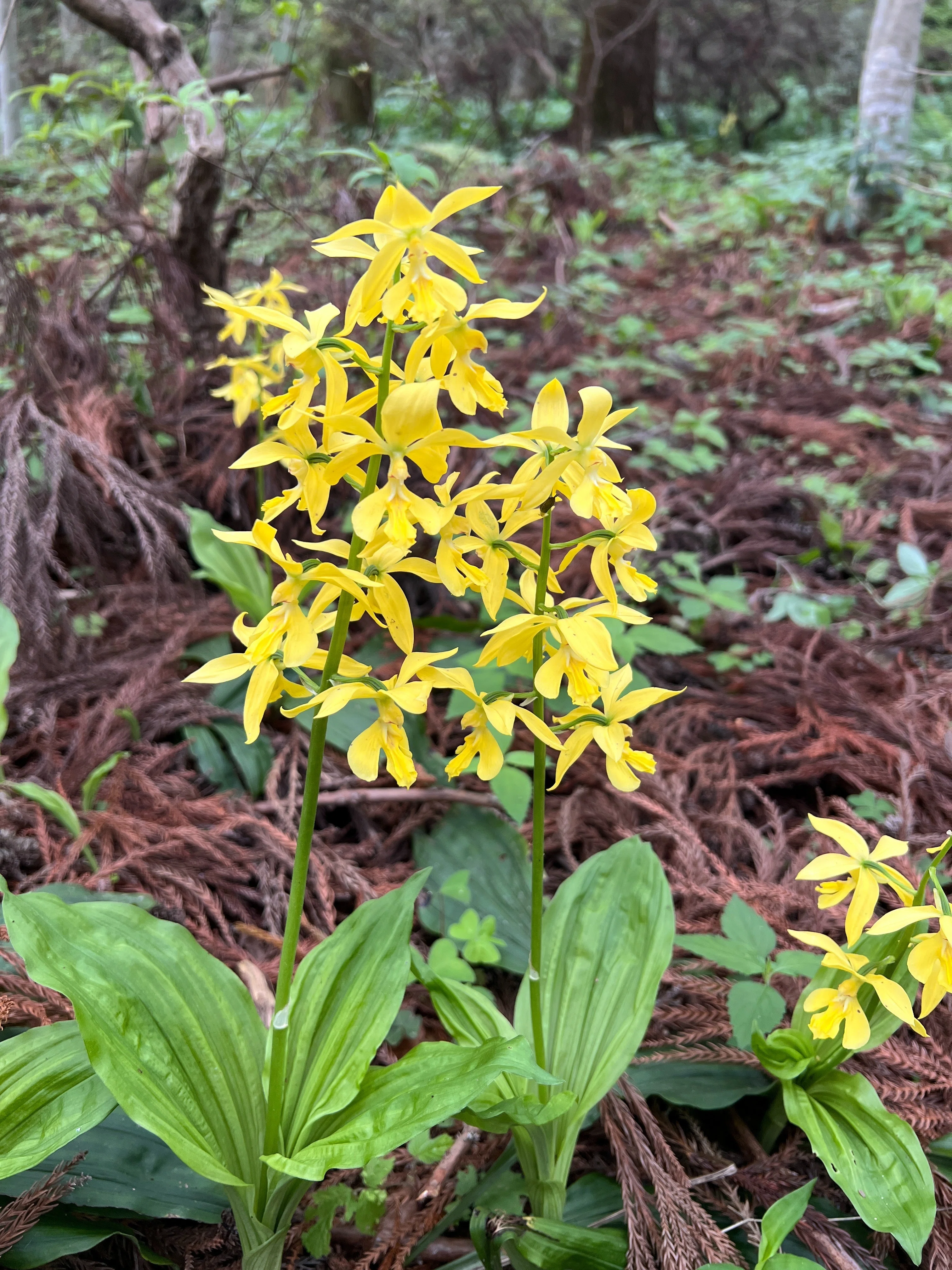絶滅危惧植物】キエビネ｜とも|山で出会った山野草・花の名前