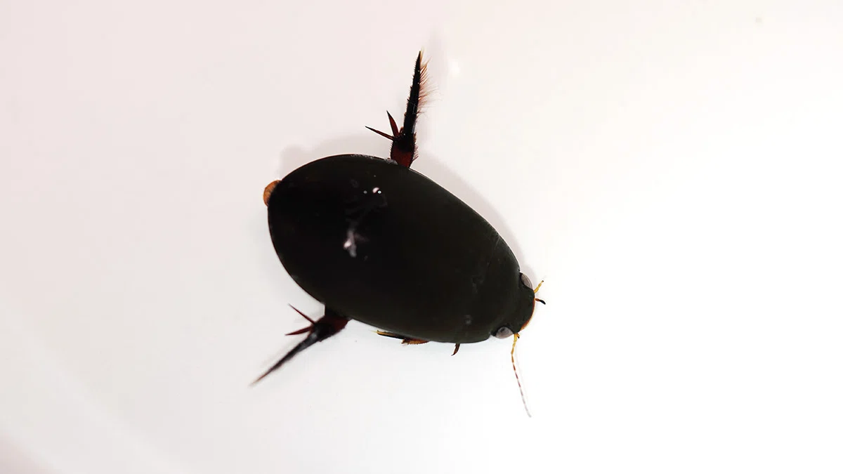 福島県で水生昆虫採集 1（2026年4月）｜Hinata