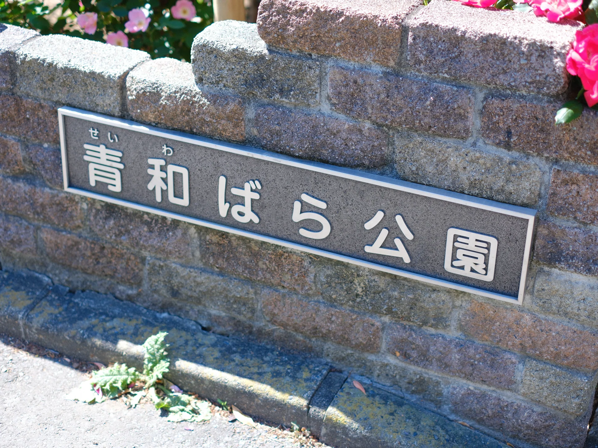 X-T50】ばら公園（2026年5月）｜meni