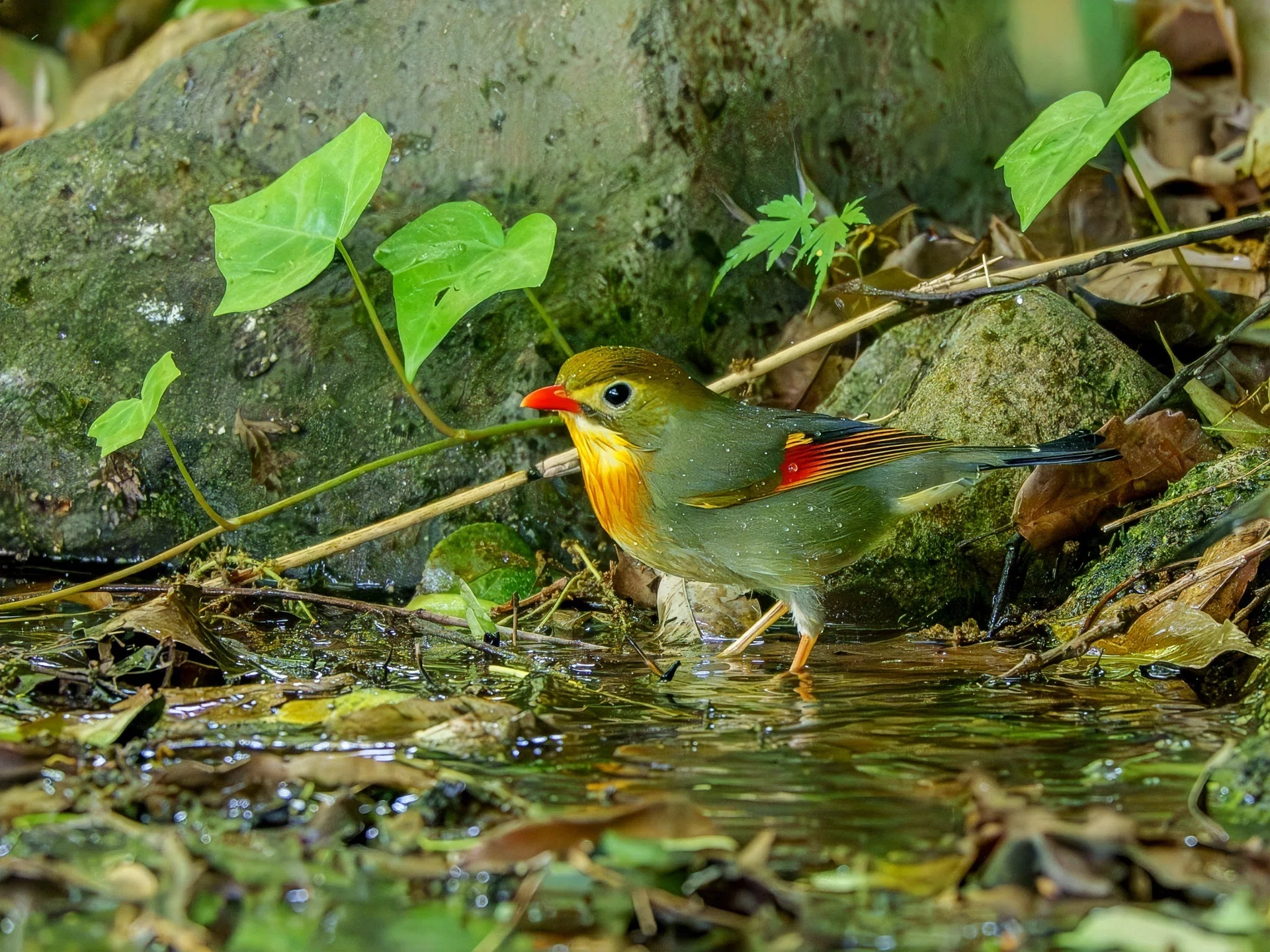 野鳥撮影 2026-05-05｜石敲そに