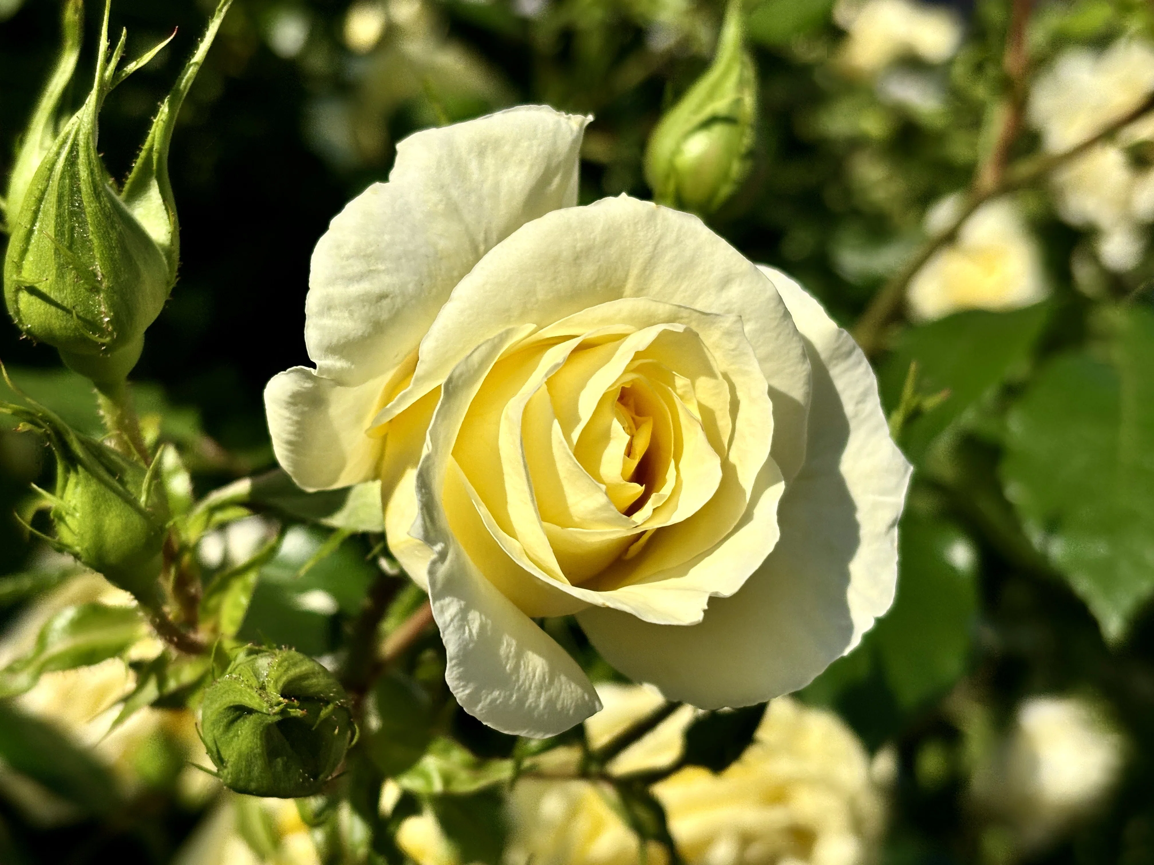 春薔薇 2026年｜アッシュ（山茶花）