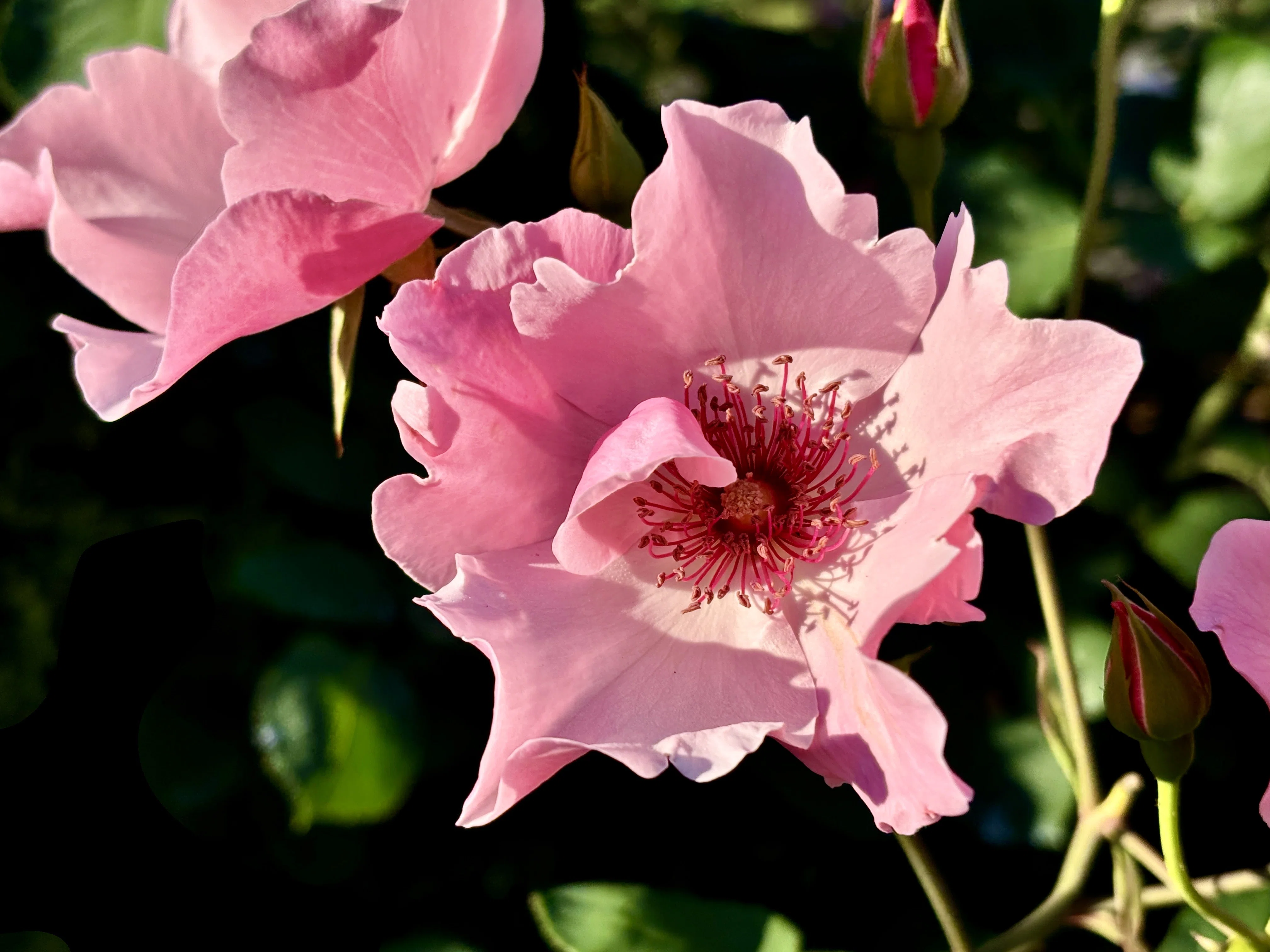 春薔薇 2026年｜アッシュ（山茶花）