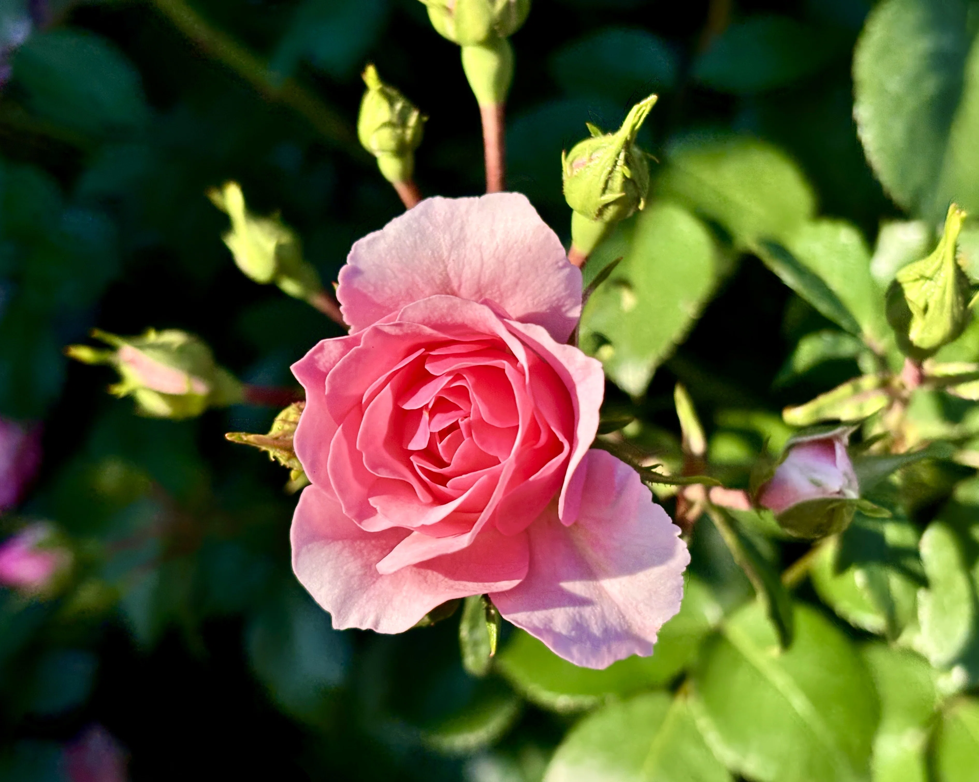 春薔薇 2026年｜アッシュ（山茶花）