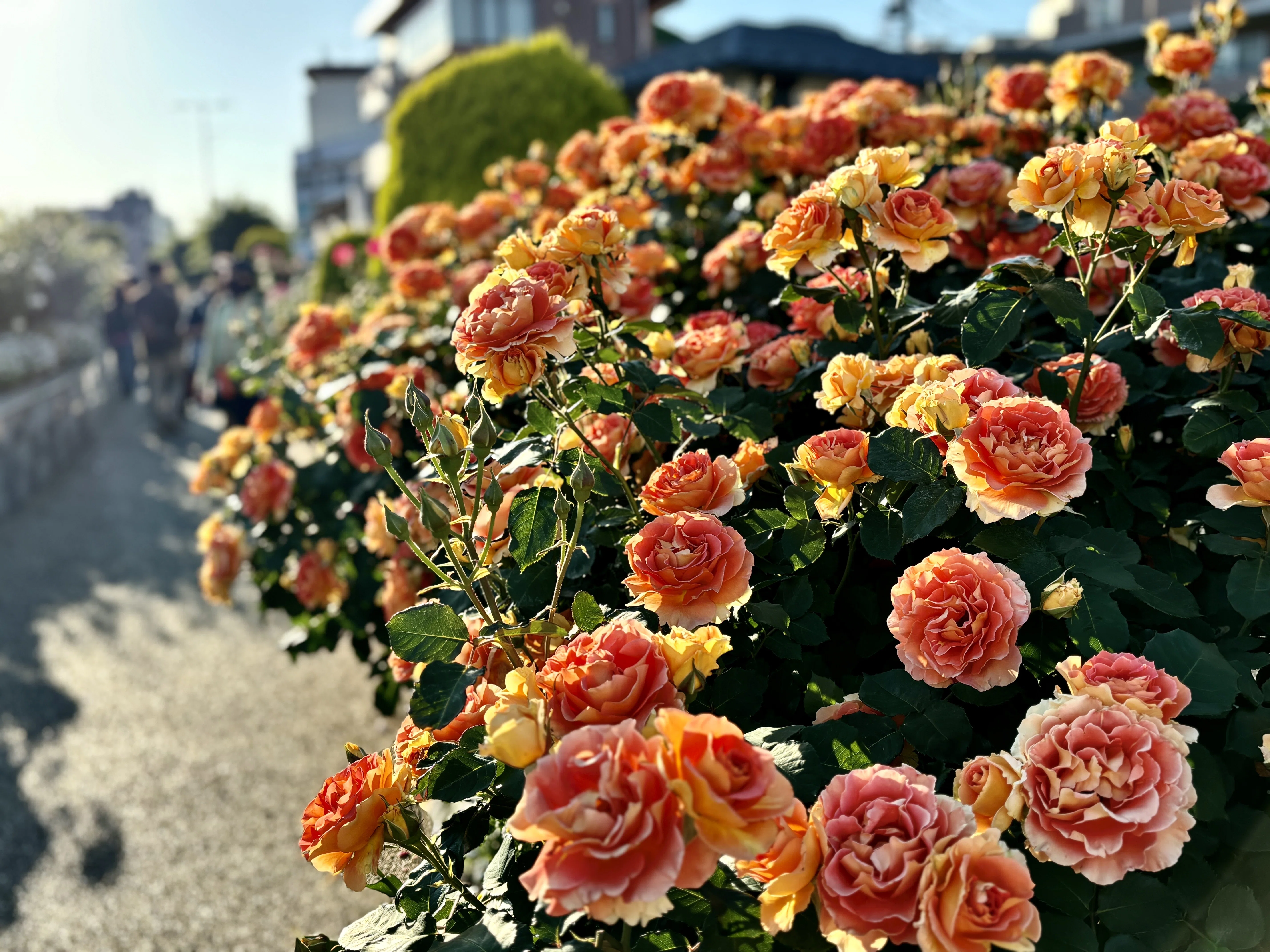 布花作品♡チャーミングな薔薇たち 春薔薇 2026年｜アッシュ（山茶花）