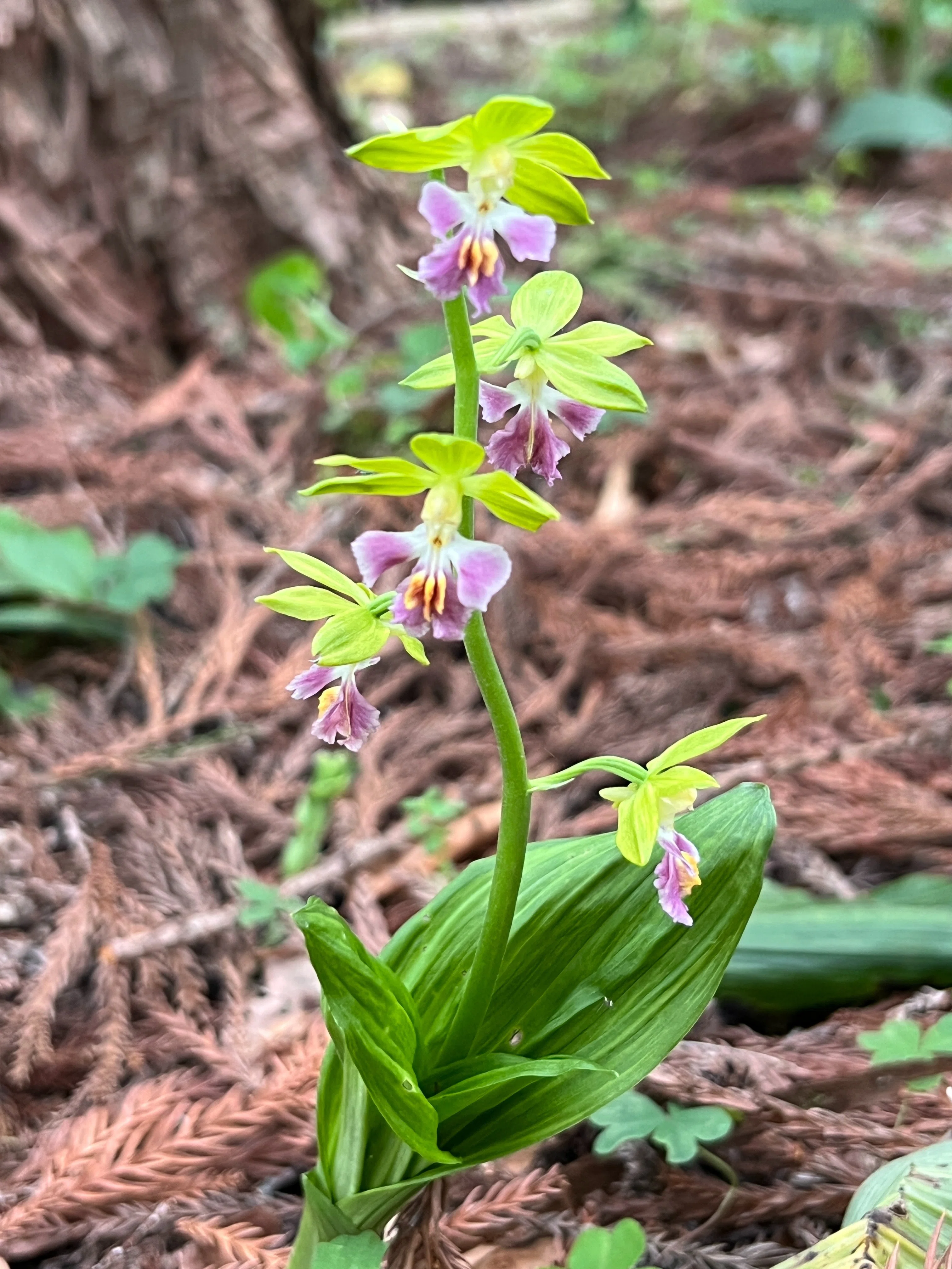 エビネ～ヒゴ・ヒゼン・コウヅ｜とも|山で出会った山野草・花の名前