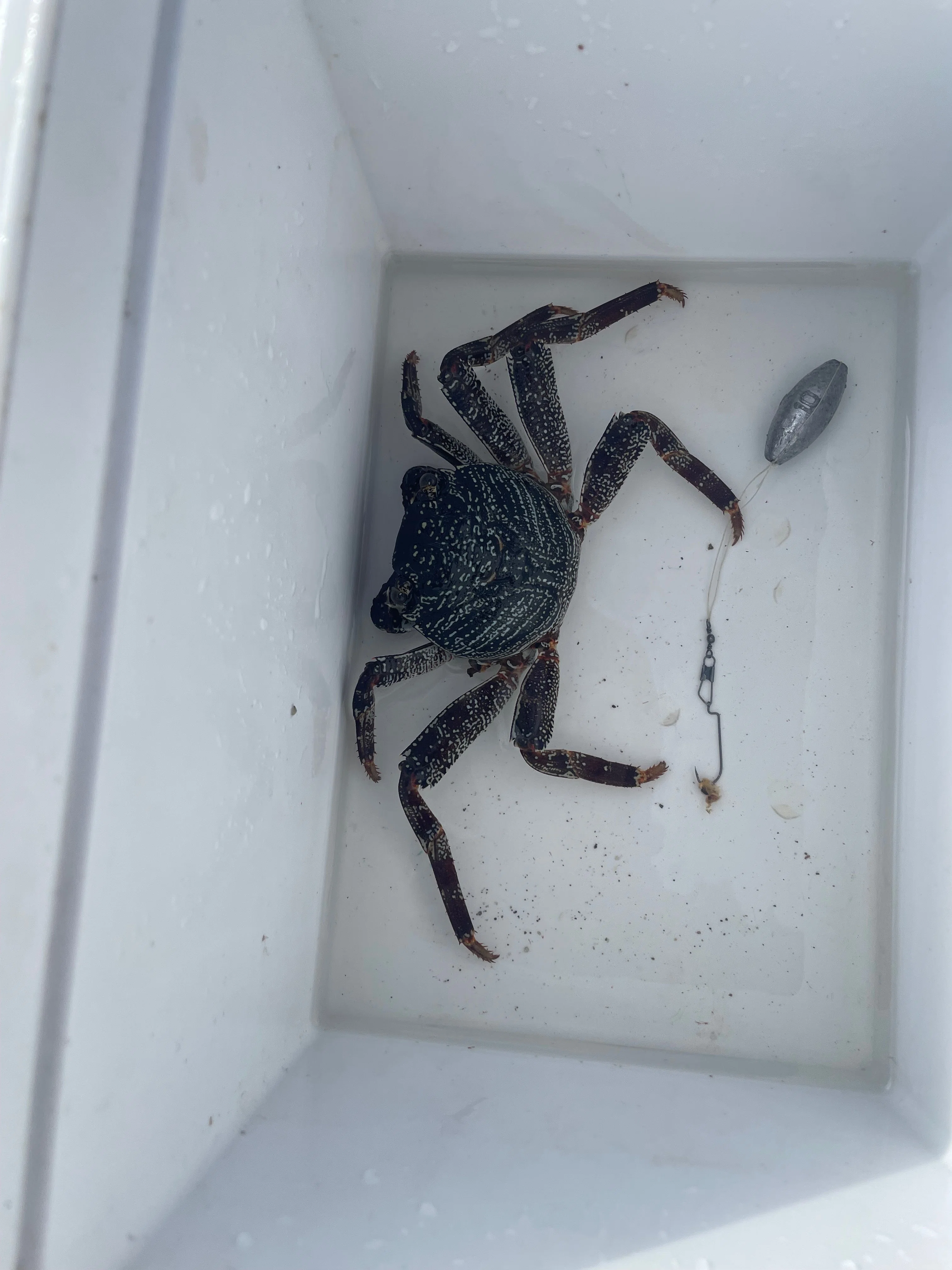 個人的生物観察 #ミナミイワガニの北上｜附和雷同日記