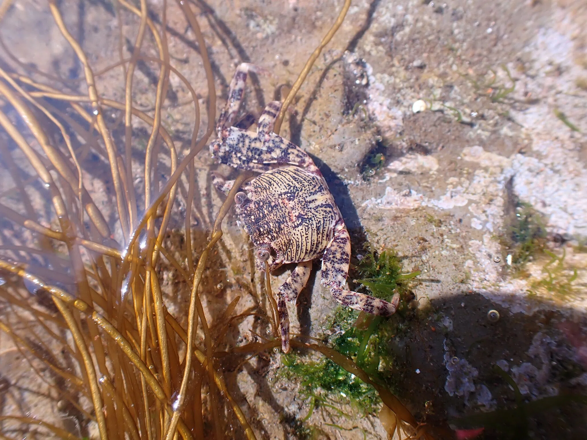 個人的生物観察 #ミナミイワガニの北上｜附和雷同日記