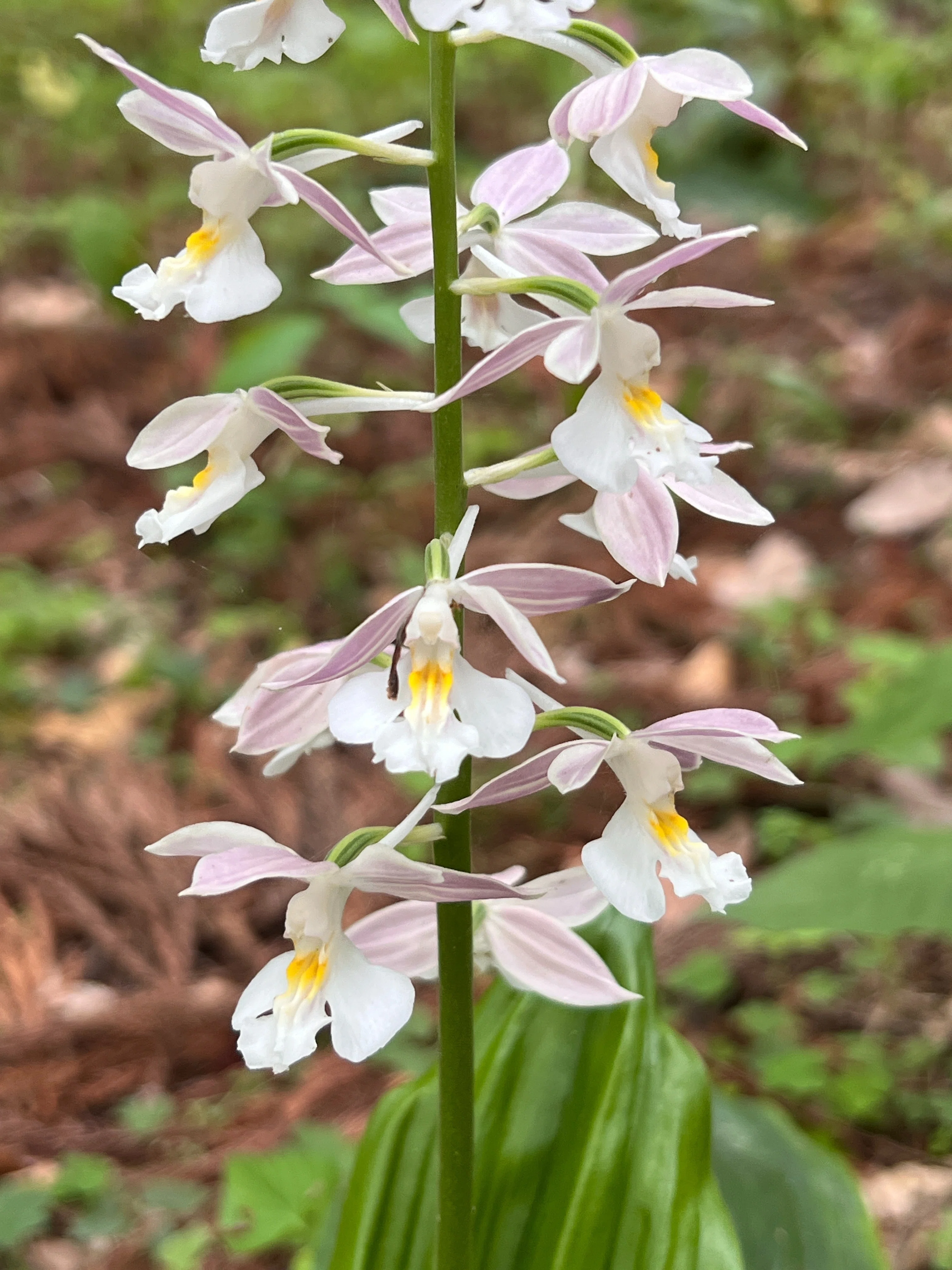 エビネ～ヒゴ・ヒゼン・コウヅ｜とも|山で出会った山野草・花の名前