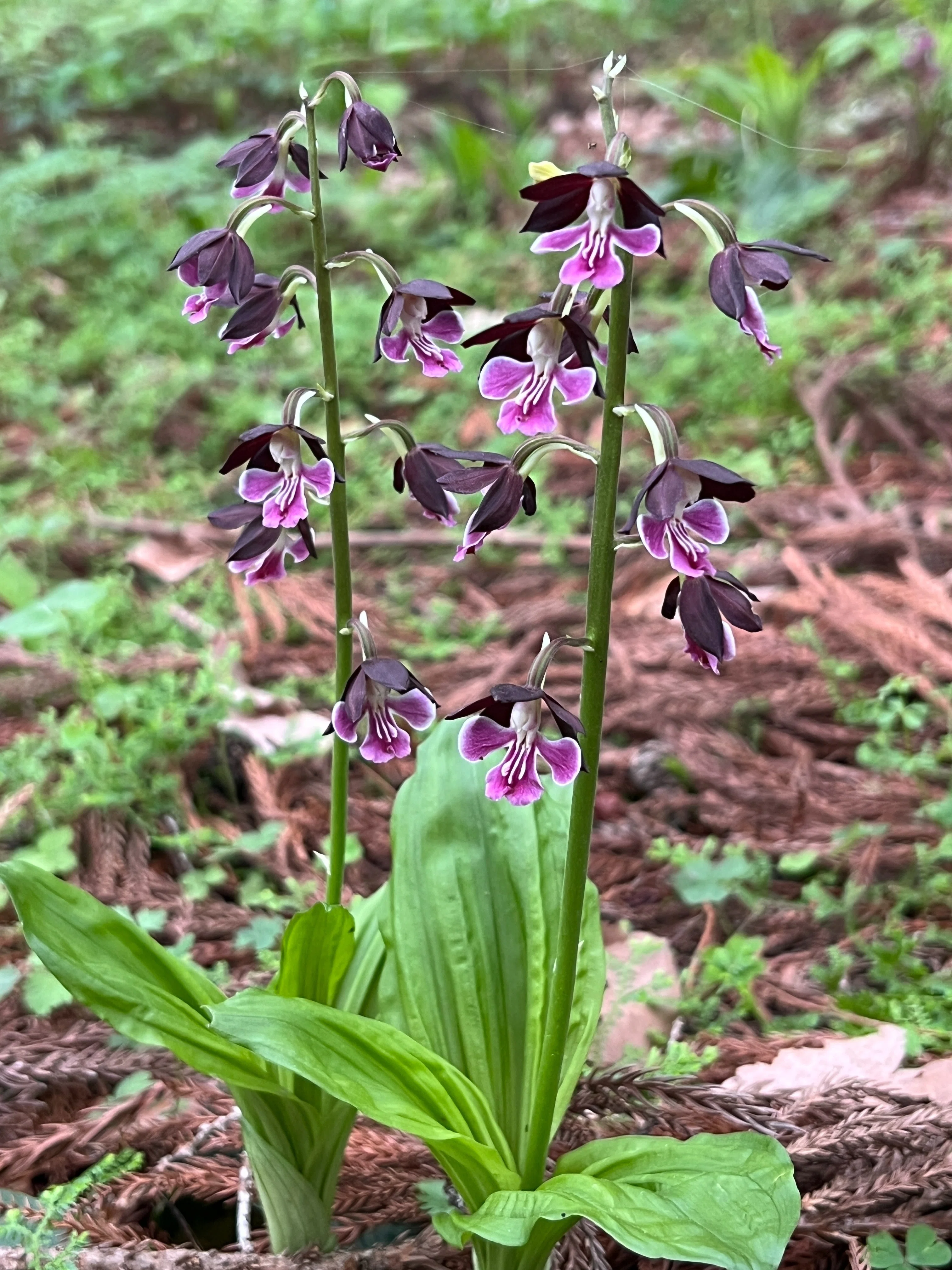 エビネ～ヒゴ・ヒゼン・コウヅ｜とも|山で出会った山野草・花の名前