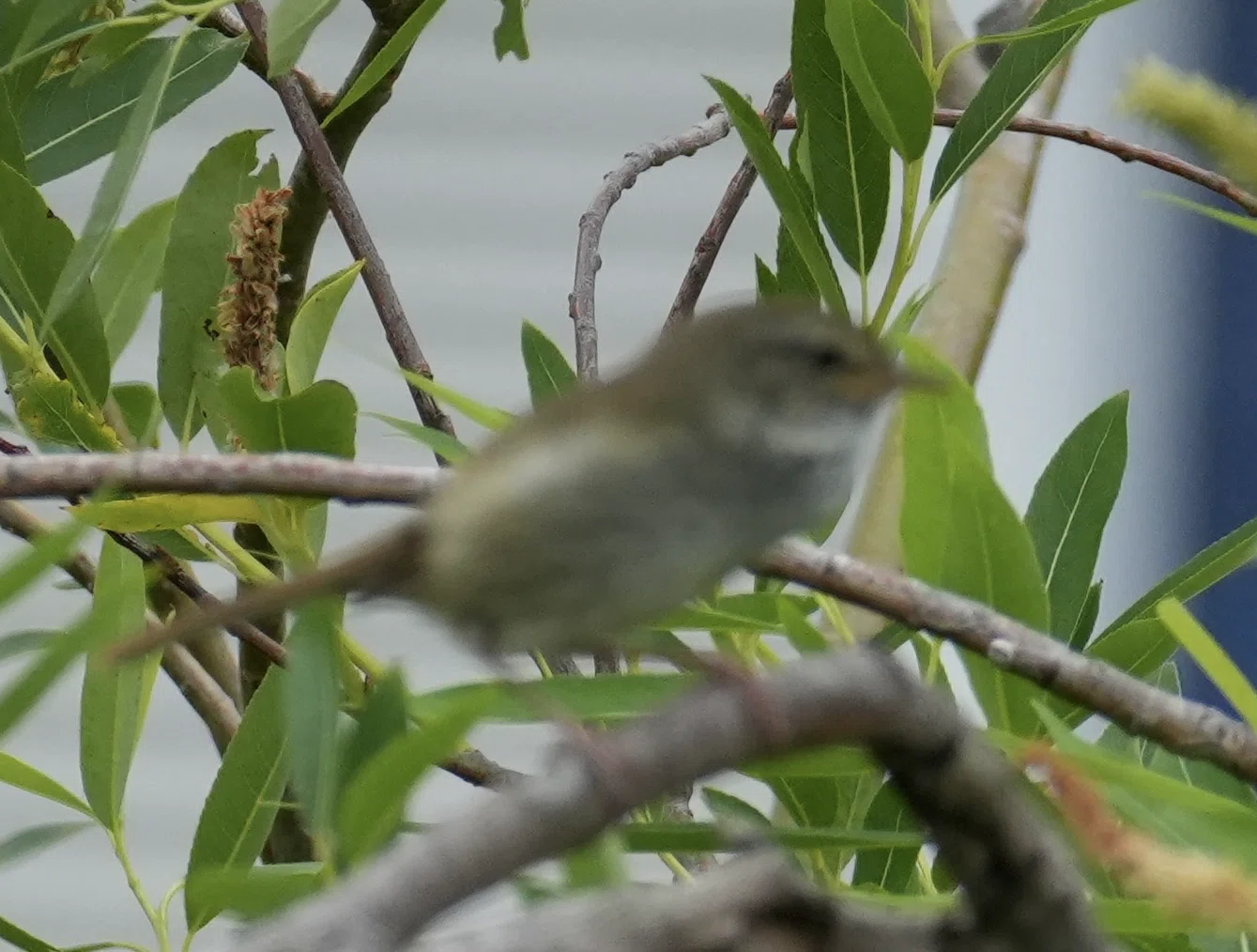 夏鳥｜ミロ