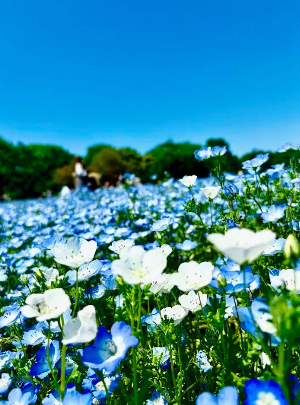🌿 [Experience Report] Moved by the Nemophila and the Blue Sky at