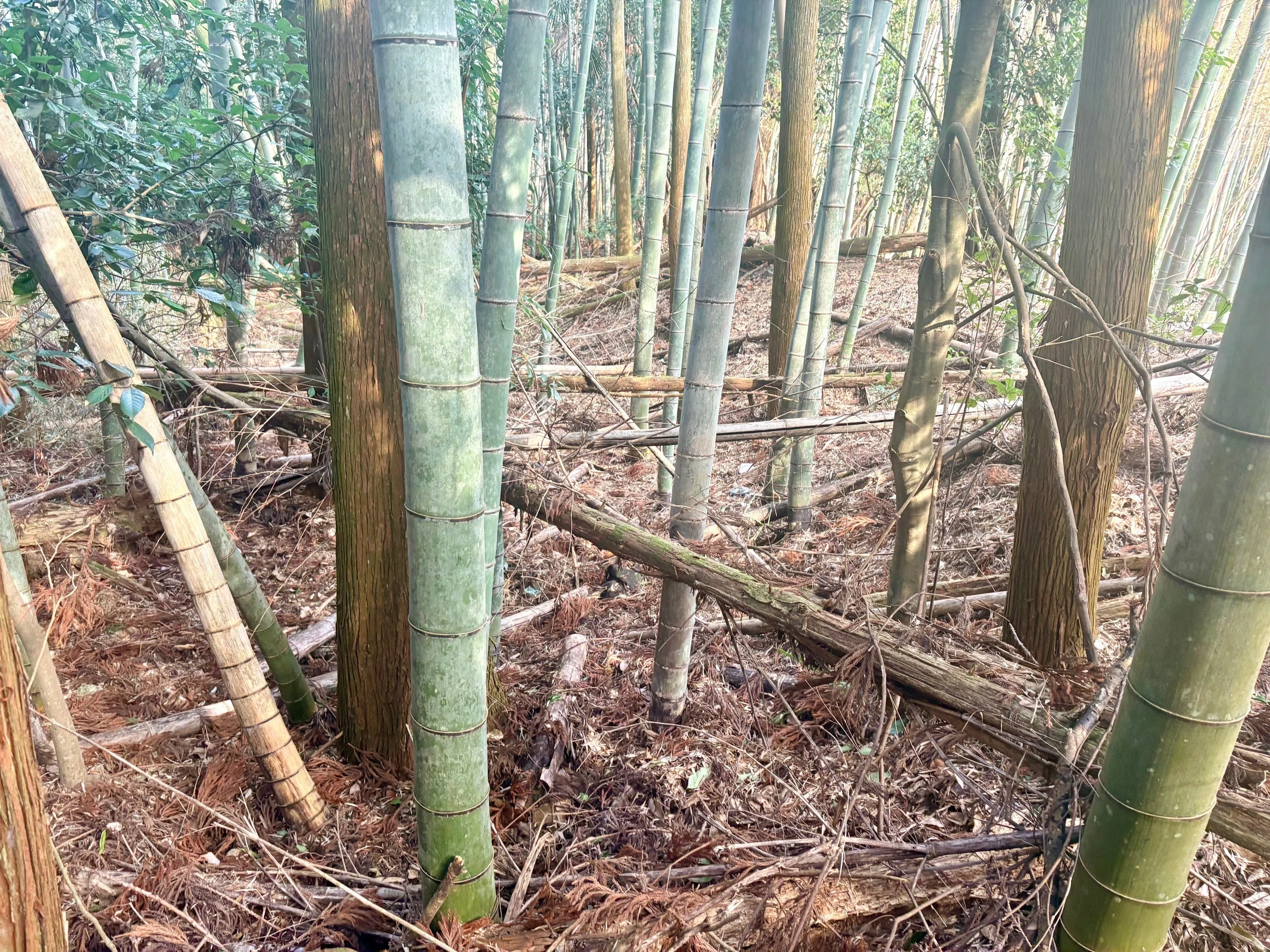 京都の絶景が消える？「10年後」に笑えなくなる放置竹林のリアル