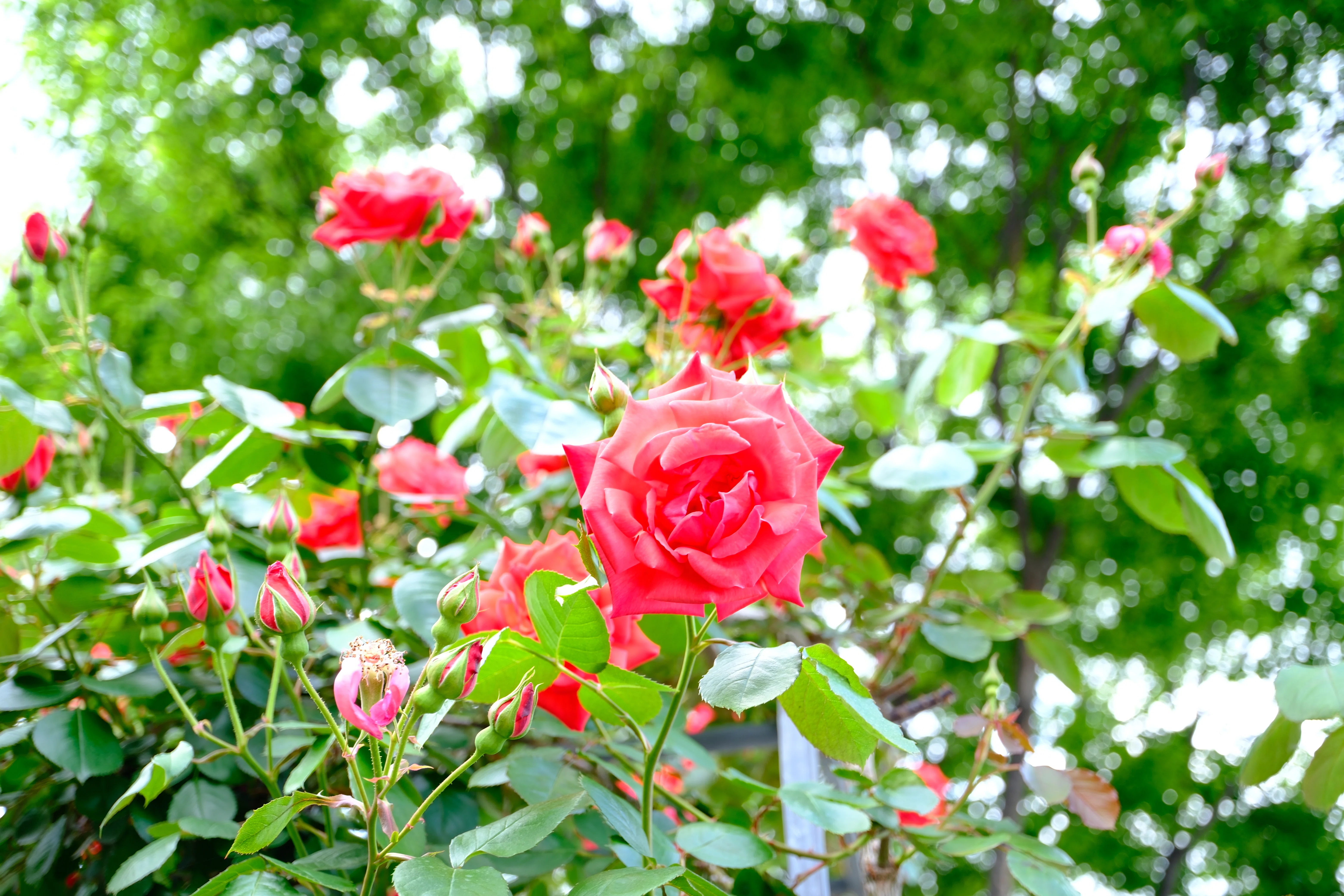 📷X-T30III × 🌹Nakanoshima Rose Garden | 🇯🇵Homura no Nami｜ぱぽ
