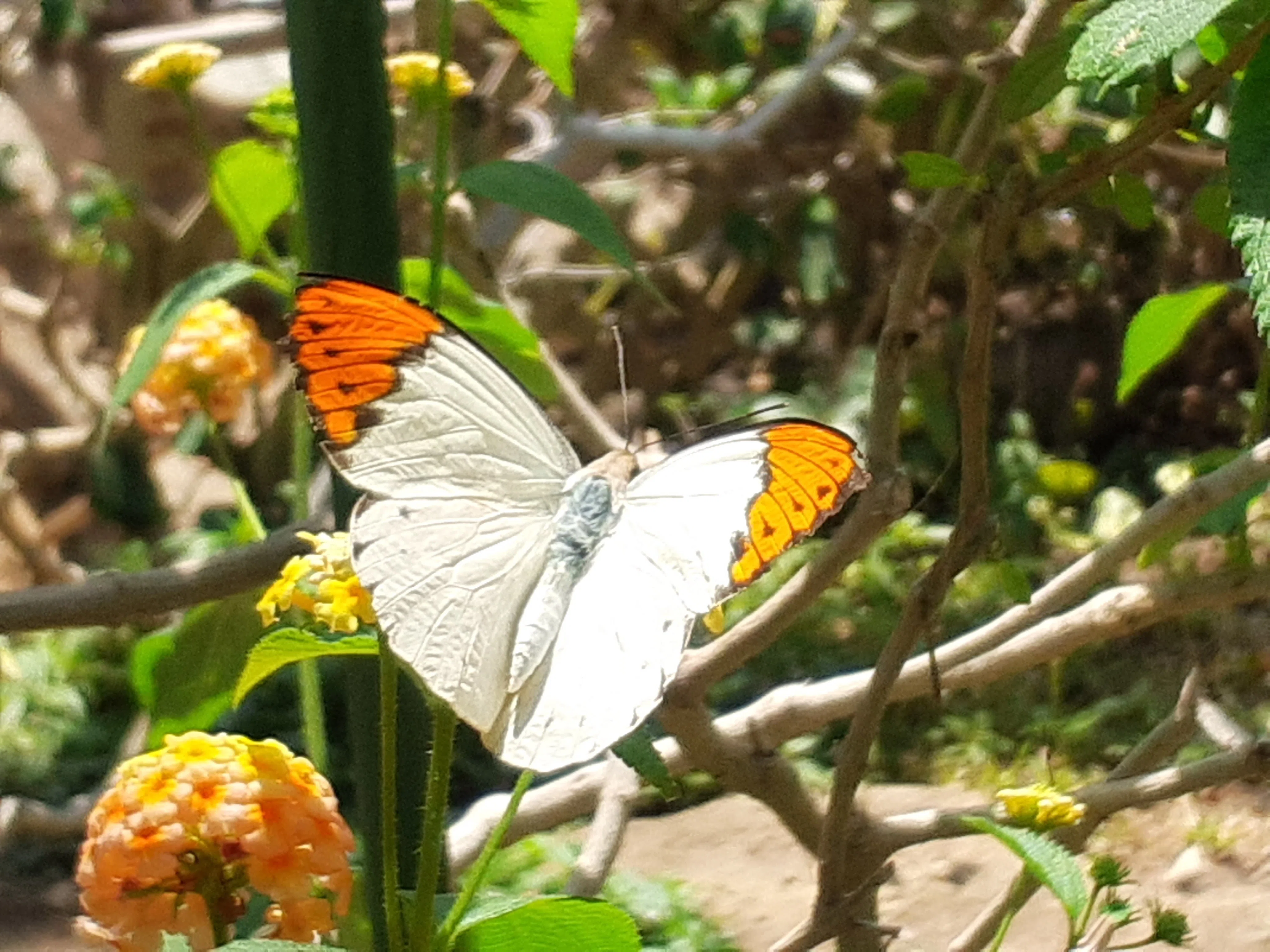 蝶 多摩動物公園｜merumama