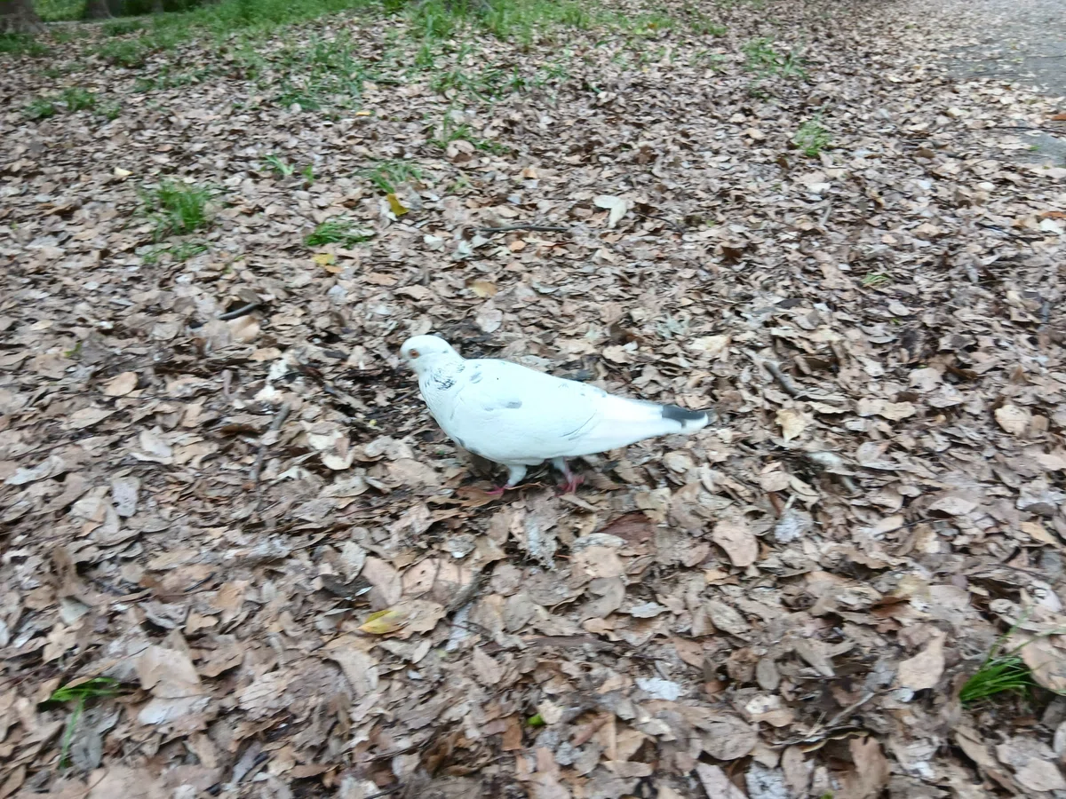 ç»å