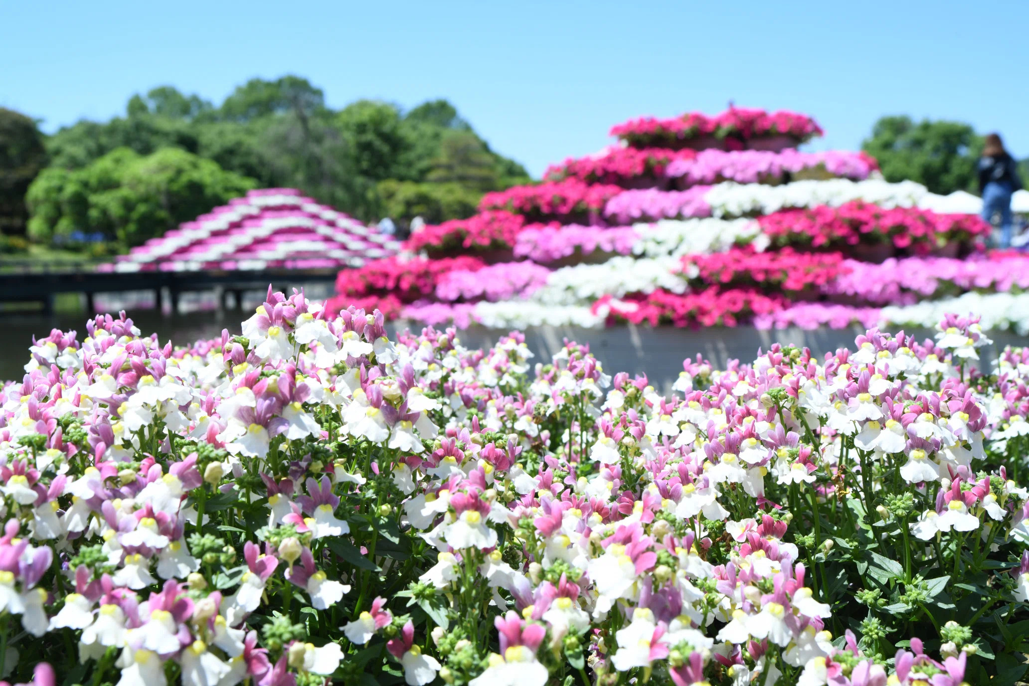 A fleeting sense of nostalgia I went to Ashikaga Flower Park