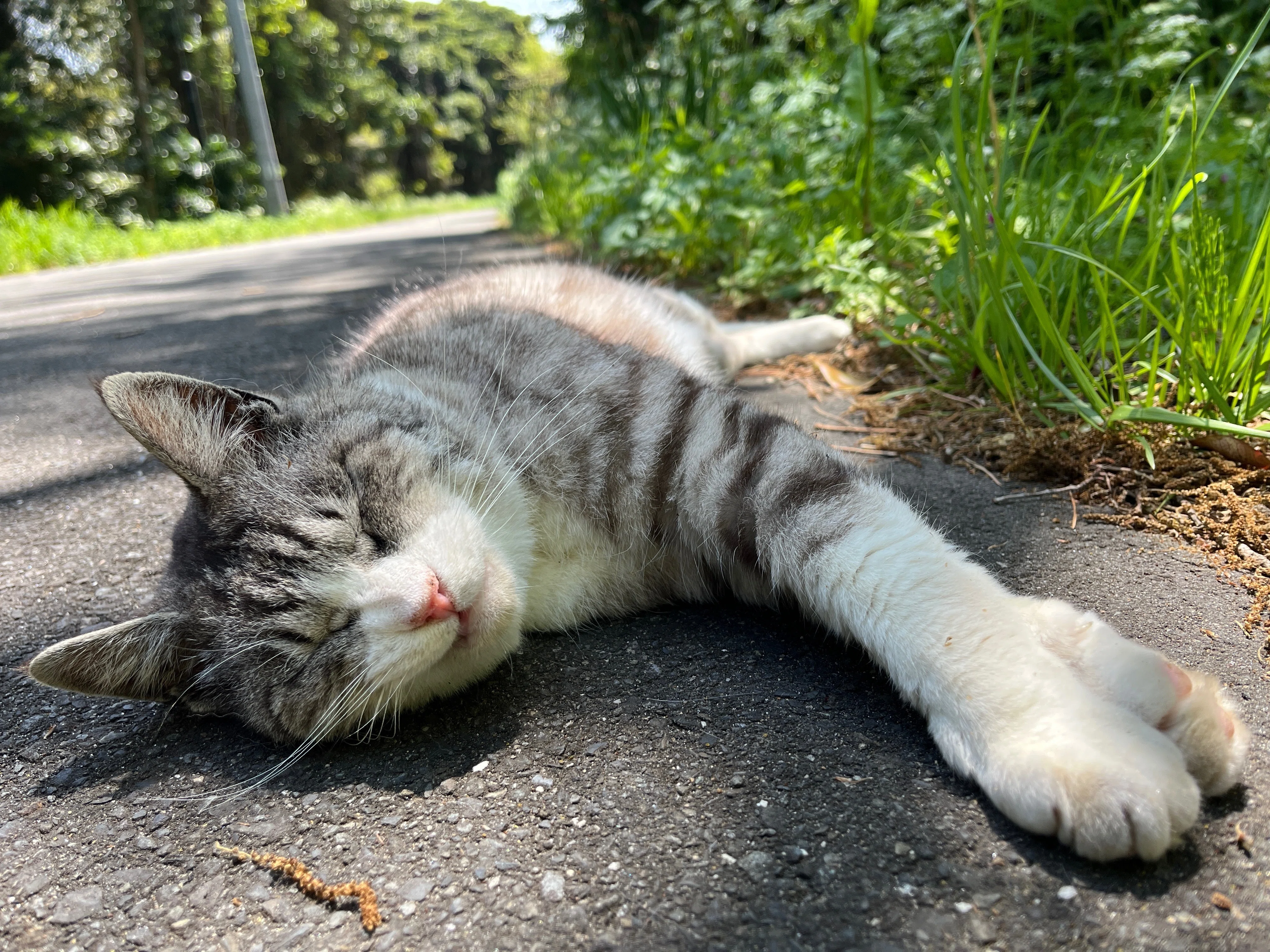 とんでもない猫エンカウント率の猫島「田代島」に行ってきました