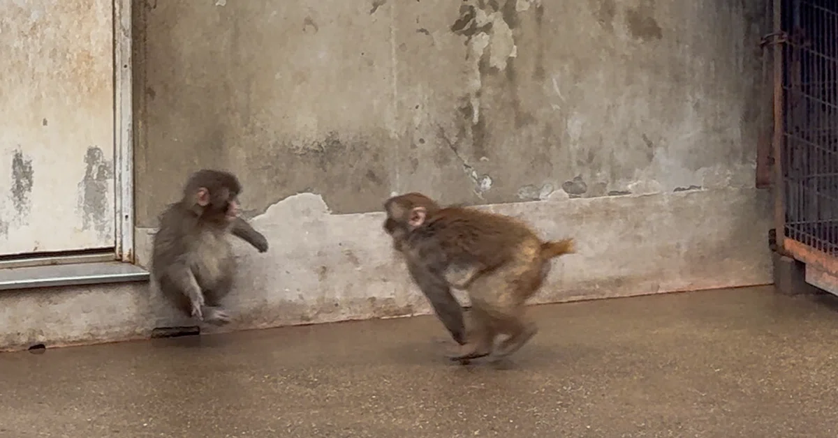 【おさるのパンチくんに会いにいく-25】市川市動植物園(千葉県)|Solo Penguin | ソロペンギン