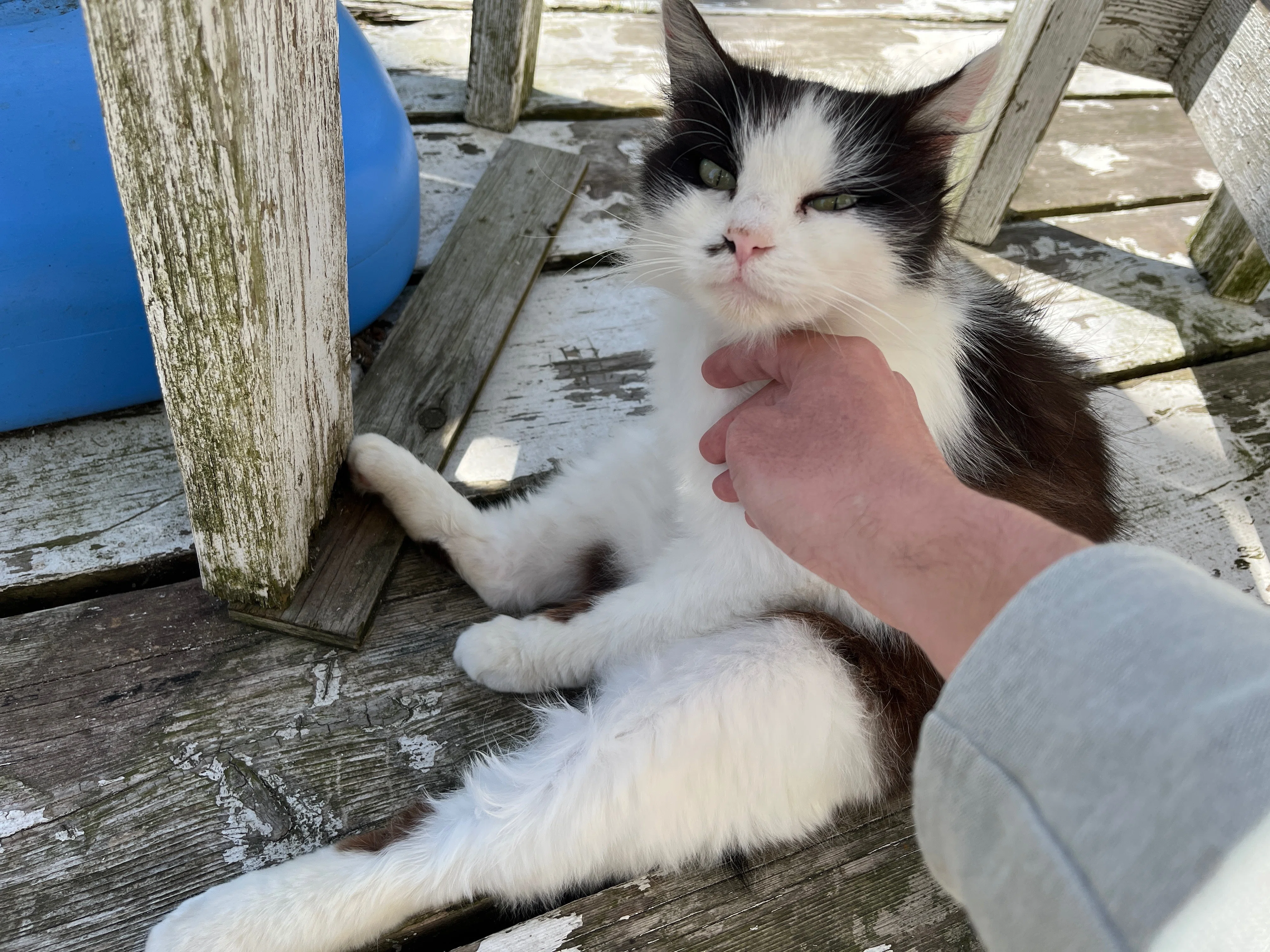 とんでもない猫エンカウント率の猫島「田代島」に行ってきました