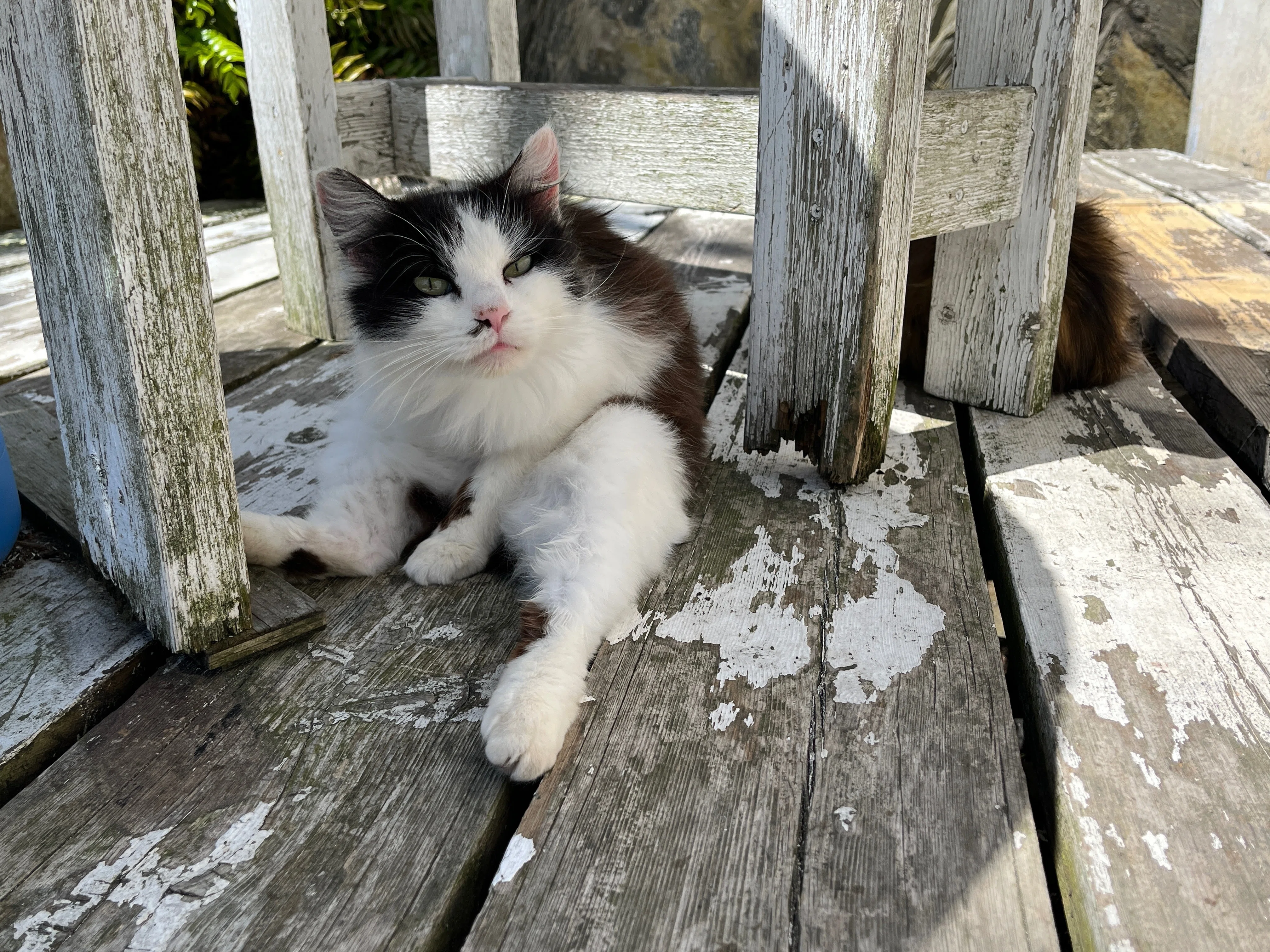 とんでもない猫エンカウント率の猫島「田代島」に行ってきました
