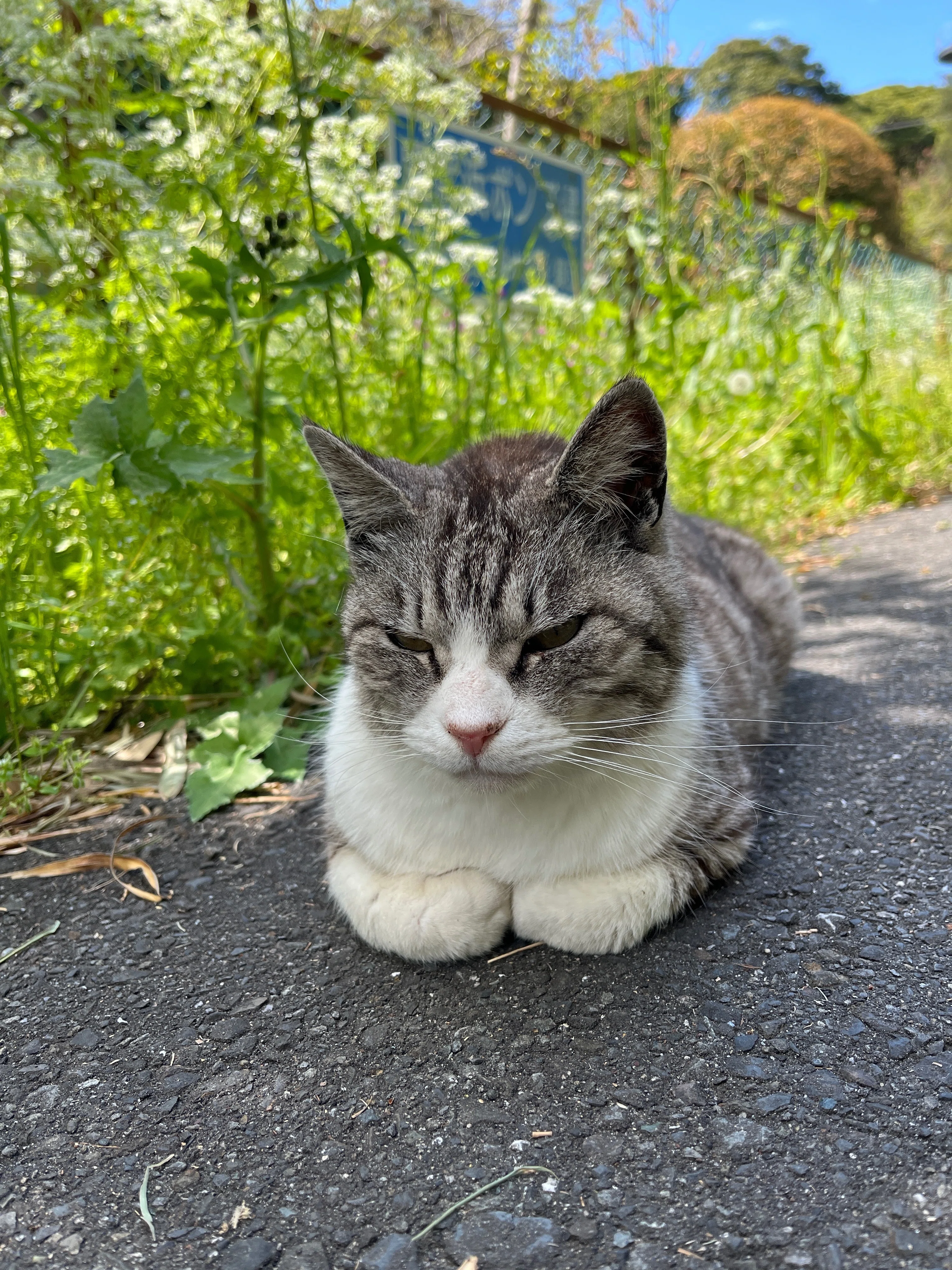 とんでもない猫エンカウント率の猫島「田代島」に行ってきました